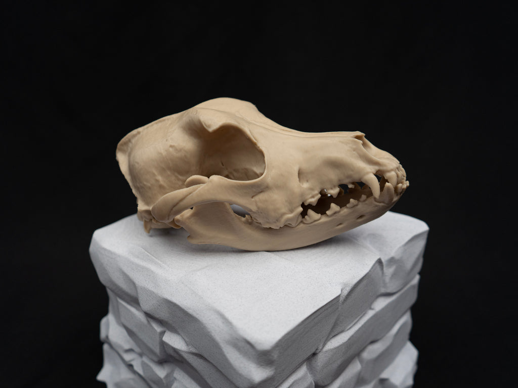 Life Size German Shepherd Skull Replica – Realistic 3D Printed Dog Bone Model