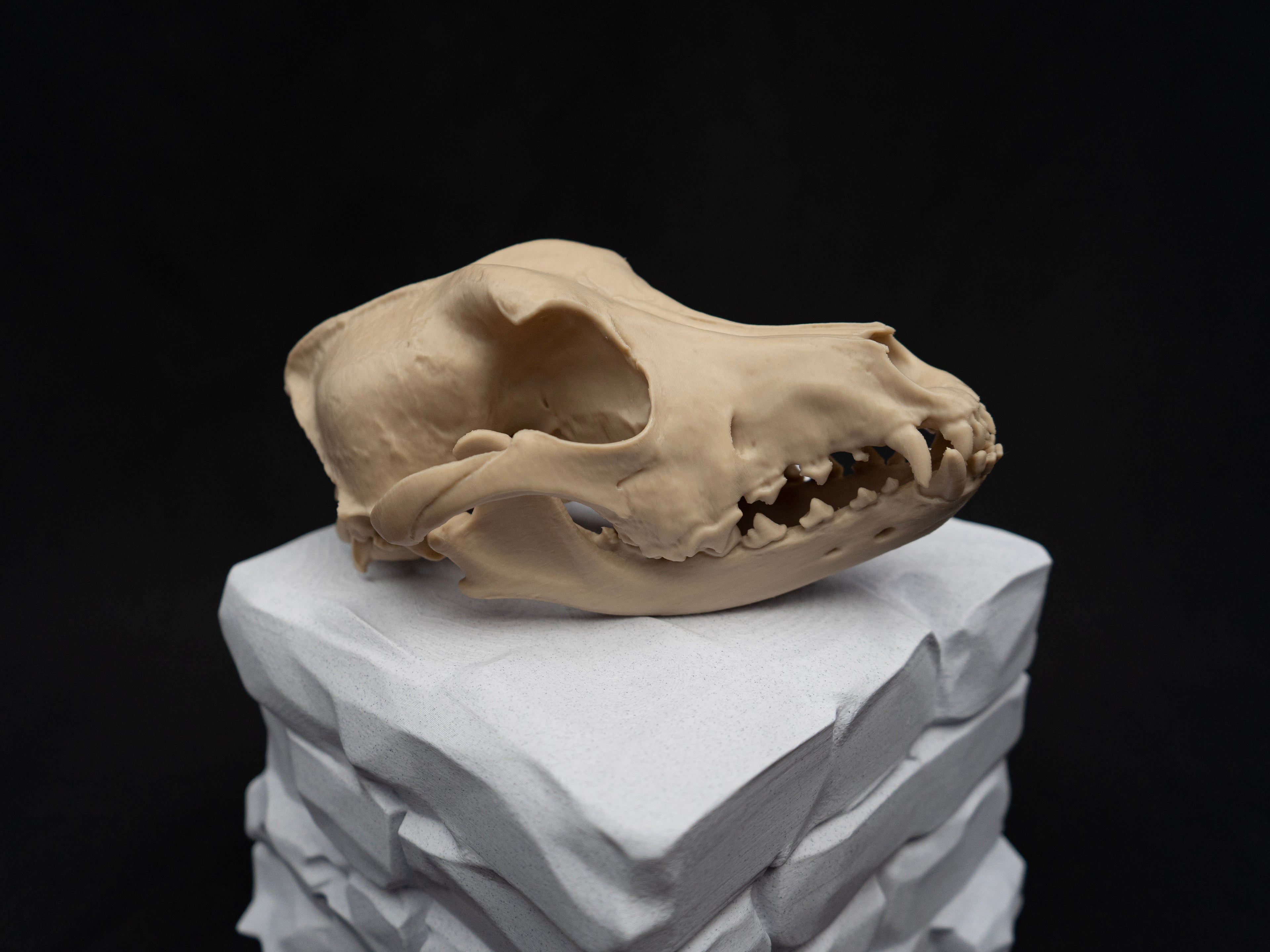 Life Size German Shepherd Skull Replica – Realistic 3D Printed Dog Bone Model