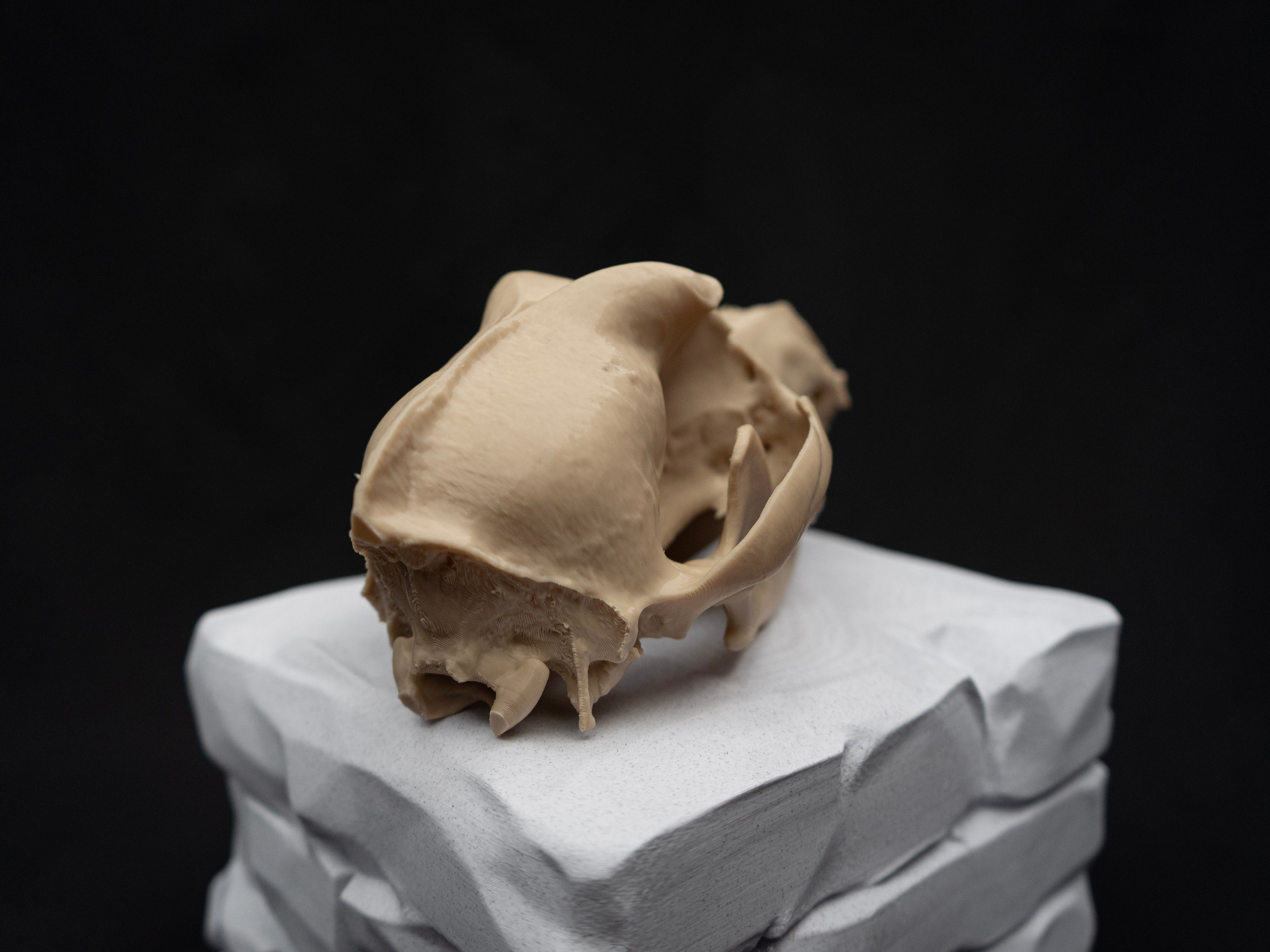 Life Size German Shepherd Skull Replica – Realistic 3D Printed Dog Bone Model