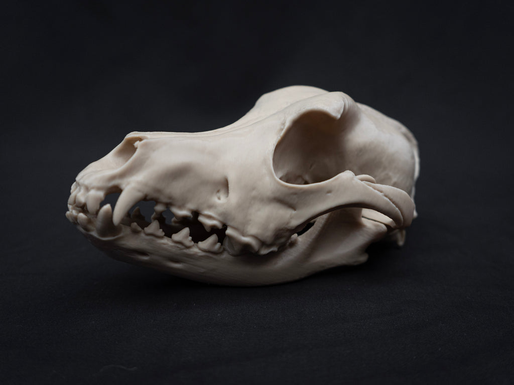 Life Size German Shepherd Skull Replica – Realistic 3D Printed Dog Bone Model