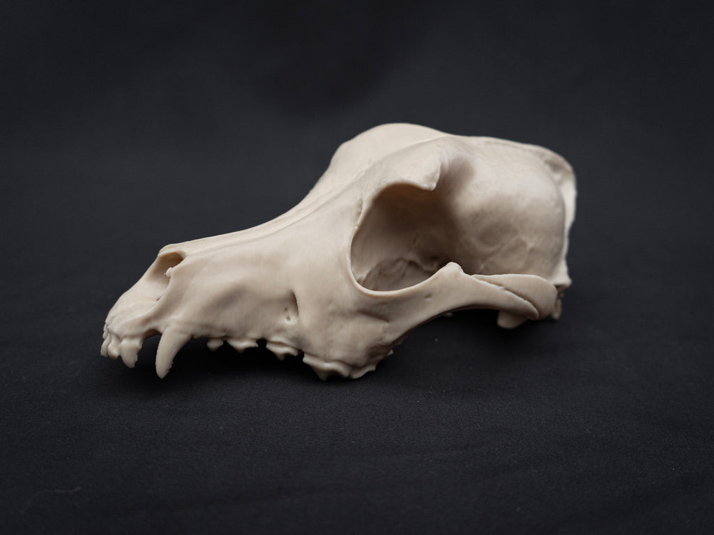 Life Size German Shepherd Skull Replica – Realistic 3D Printed Dog Bone Model