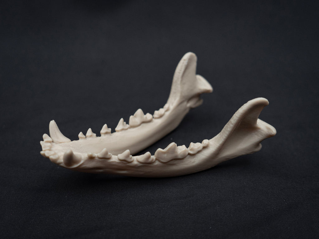 Life Size German Shepherd Skull Replica – Realistic 3D Printed Dog Bone Model