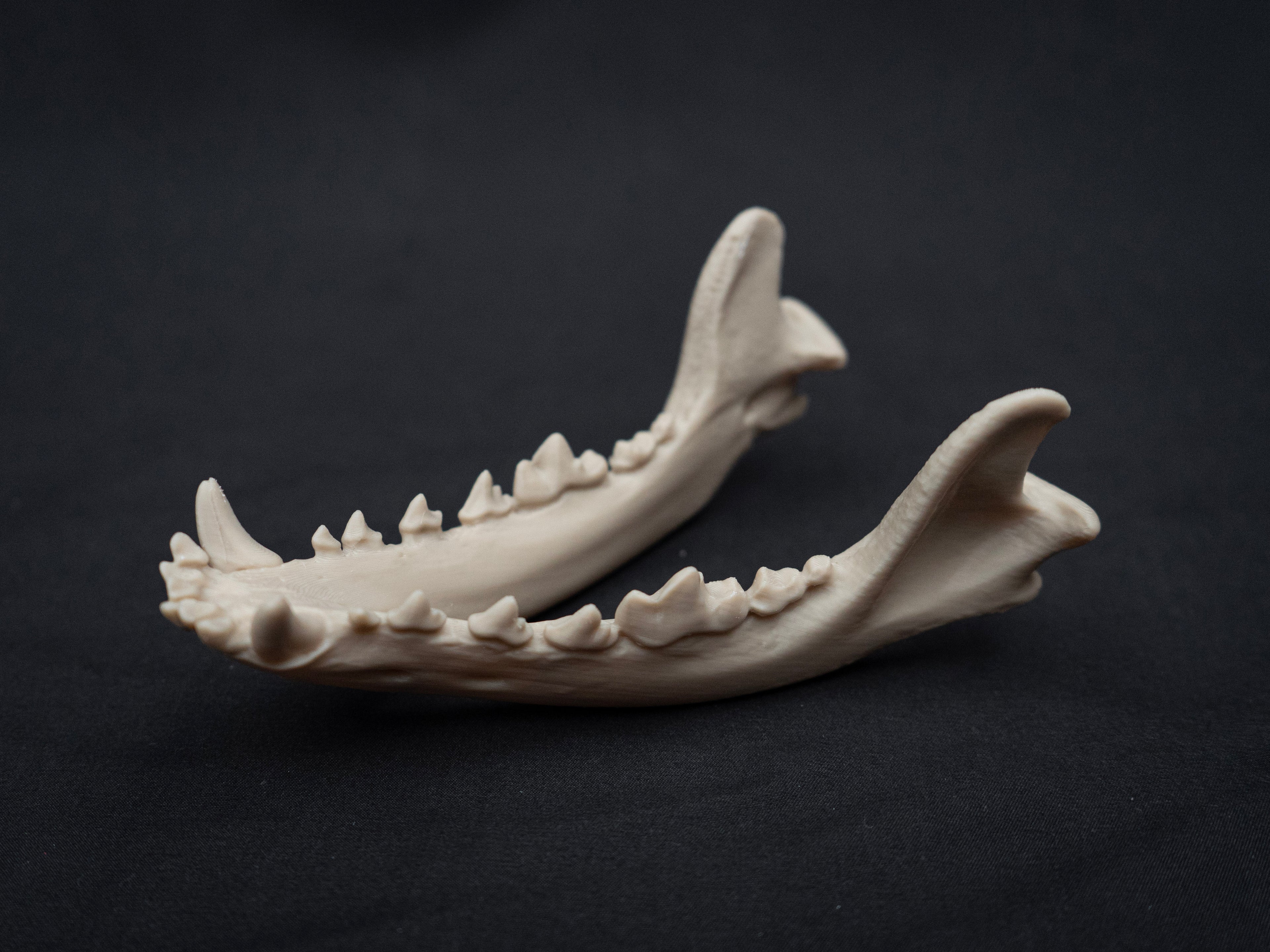 Life Size German Shepherd Skull Replica – Realistic 3D Printed Dog Bone Model