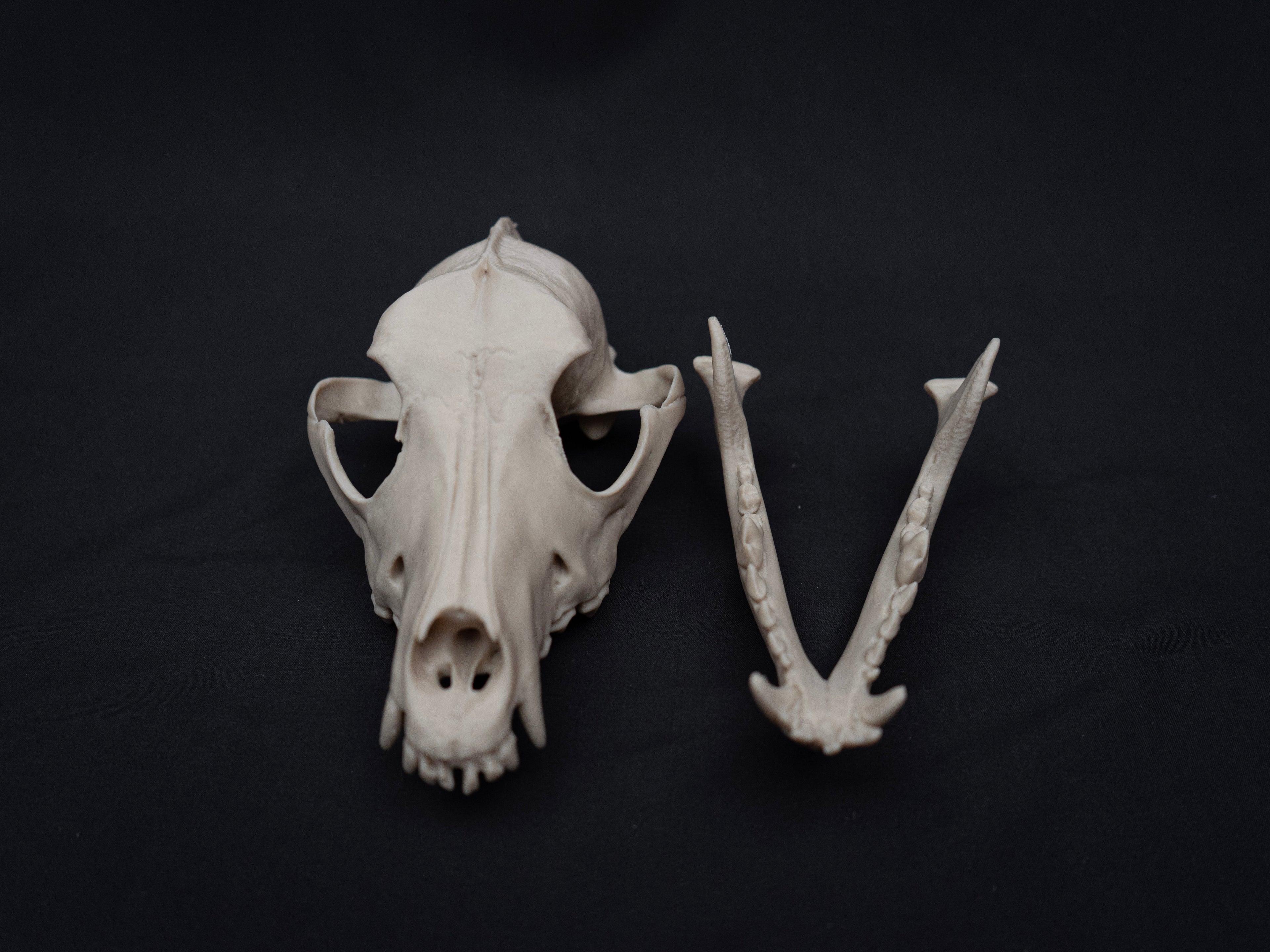 Life Size German Shepherd Skull Replica – Realistic 3D Printed Dog Bone Model