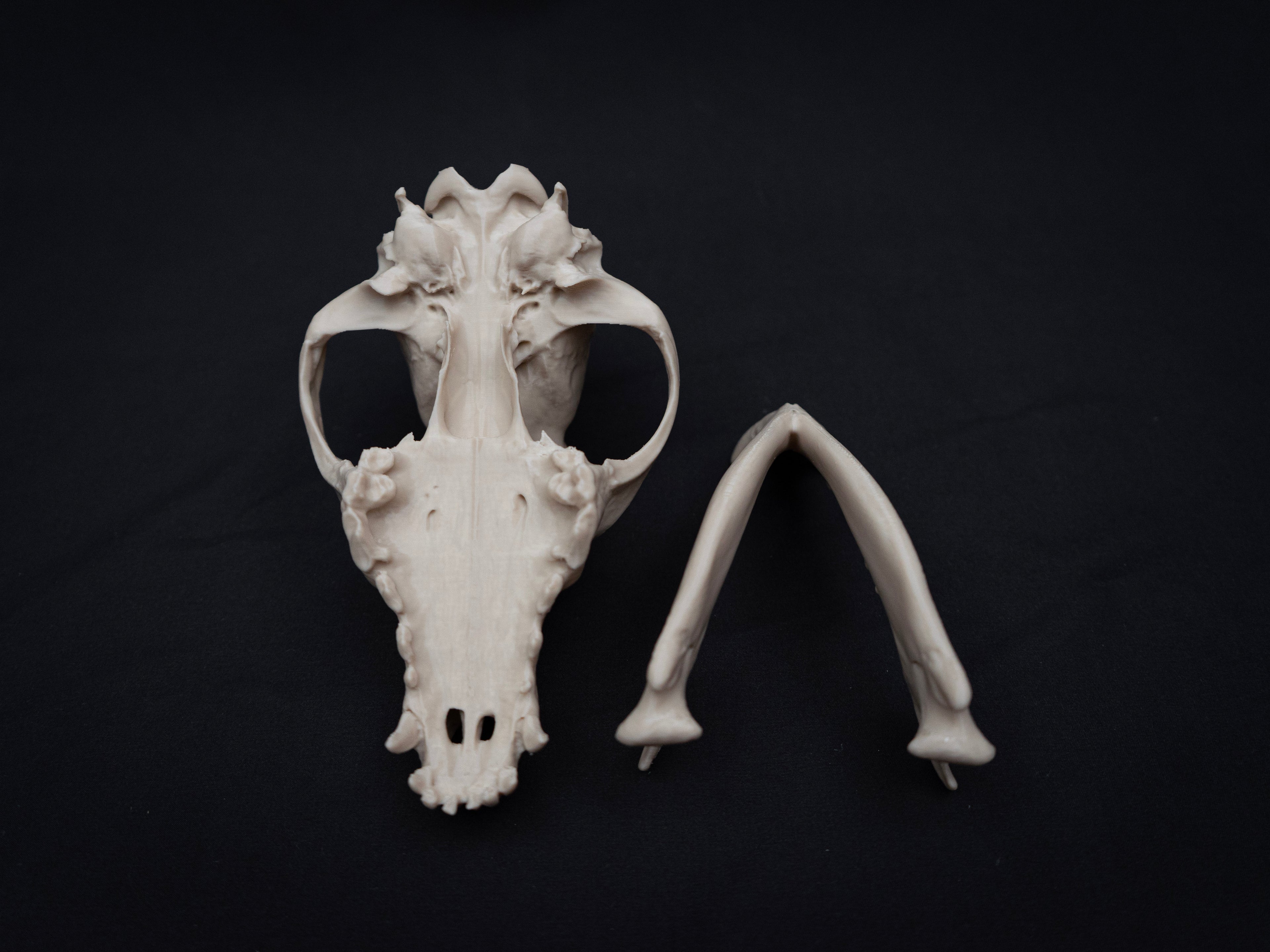 Life Size German Shepherd Skull Replica – Realistic 3D Printed Dog Bone Model