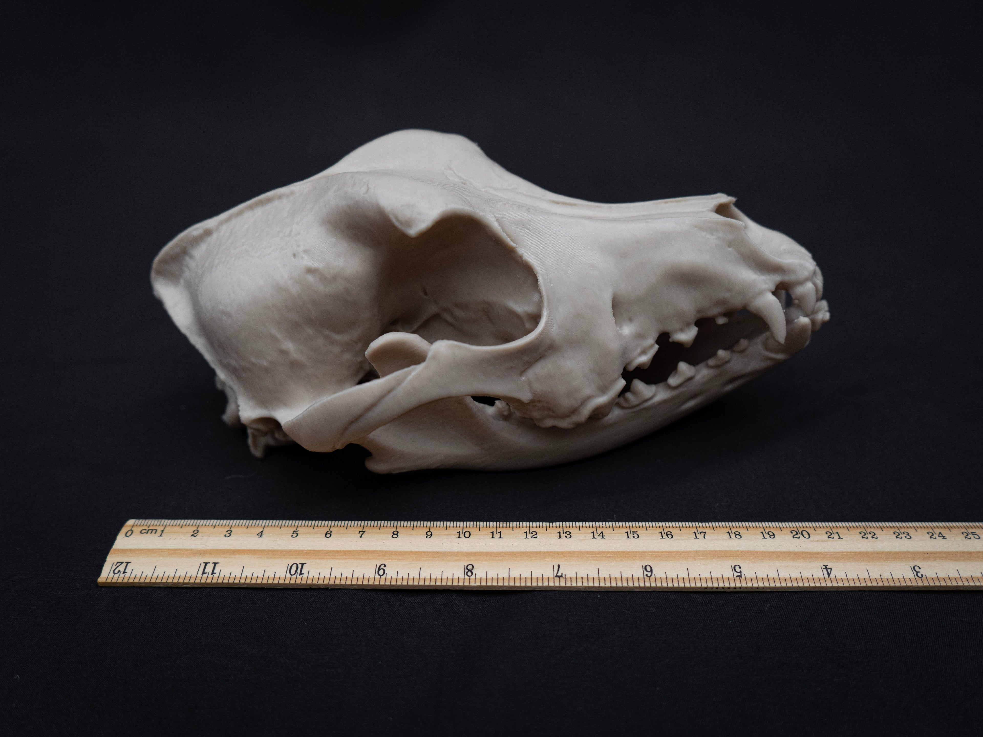 Life Size German Shepherd Skull Replica – Realistic 3D Printed Dog Bone Model