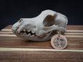 Life Size German Shepherd Skull Replica – Realistic 3D Printed Dog Bone Model