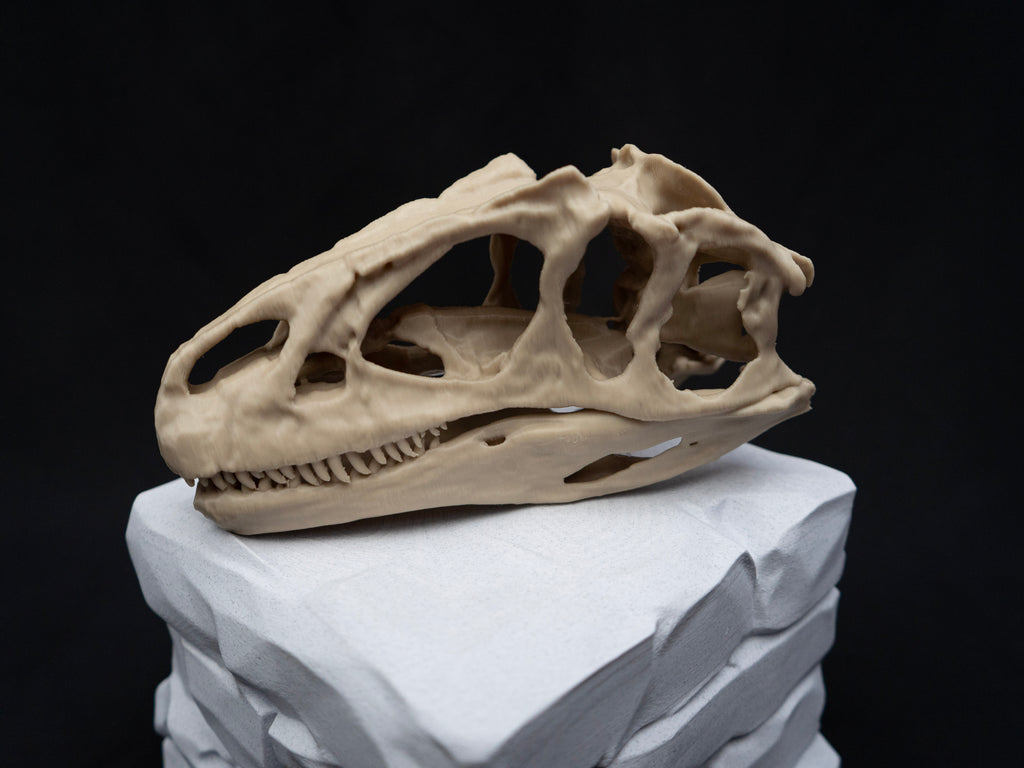 Scaled Down Allosaurus Skull Replica – Realistic 3D Printed Dinosaur Bone Model