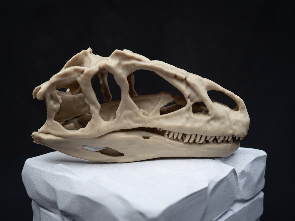 Scaled Down Allosaurus Skull Replica – Realistic 3D Printed Dinosaur Bone Model