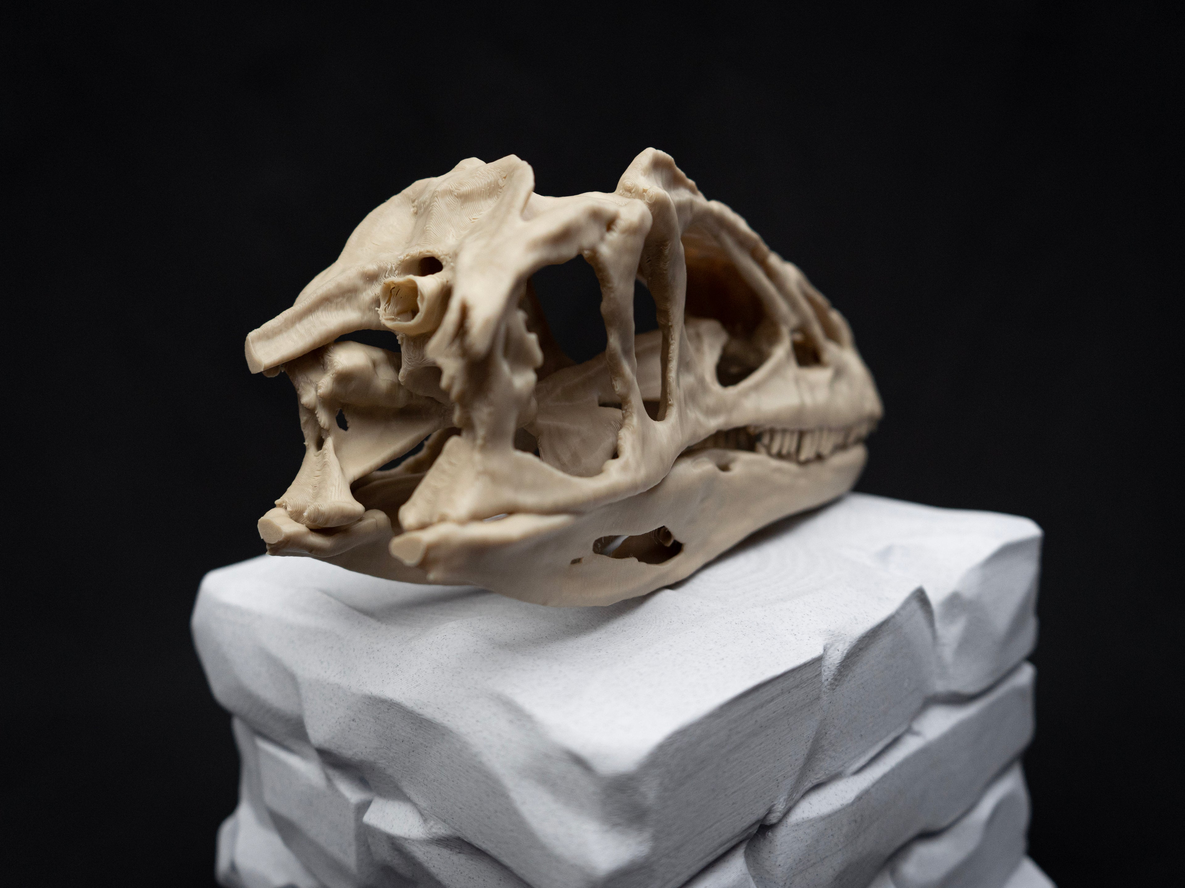 Scaled Down Allosaurus Skull Replica – Realistic 3D Printed Dinosaur Bone Model