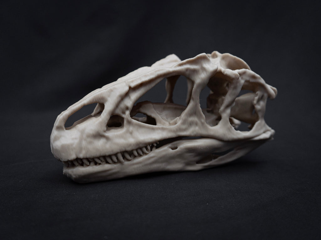 Scaled Down Allosaurus Skull Replica – Realistic 3D Printed Dinosaur Bone Model