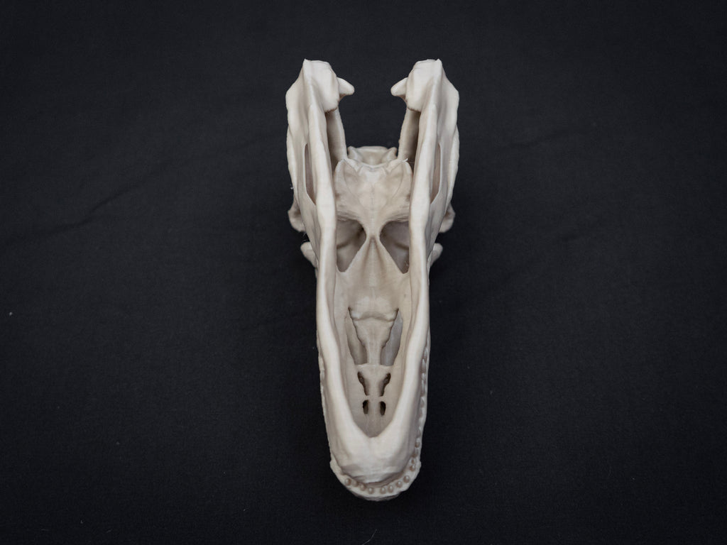 Scaled Down Allosaurus Skull Replica – Realistic 3D Printed Dinosaur Bone Model