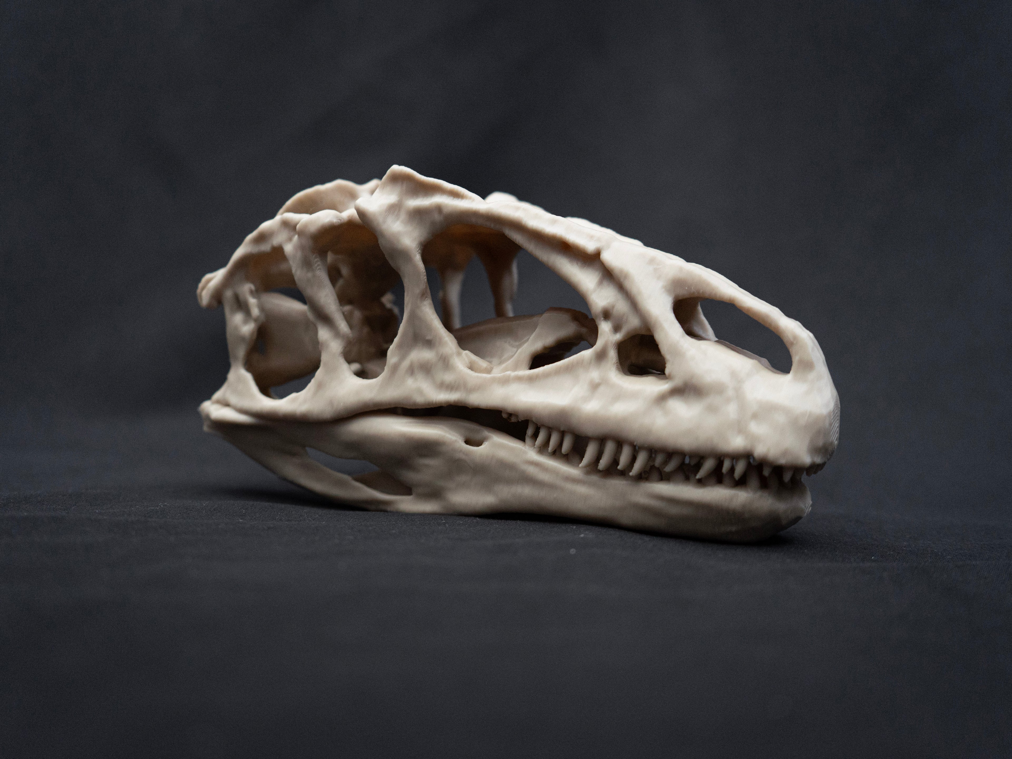 Scaled Down Allosaurus Skull Replica – Realistic 3D Printed Dinosaur Bone Model
