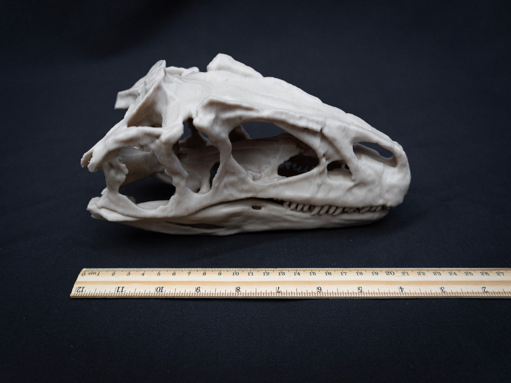 Scaled Down Allosaurus Skull Replica – Realistic 3D Printed Dinosaur Bone Model
