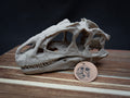 Scaled Down Allosaurus Skull Replica – Realistic 3D Printed Dinosaur Bone Model