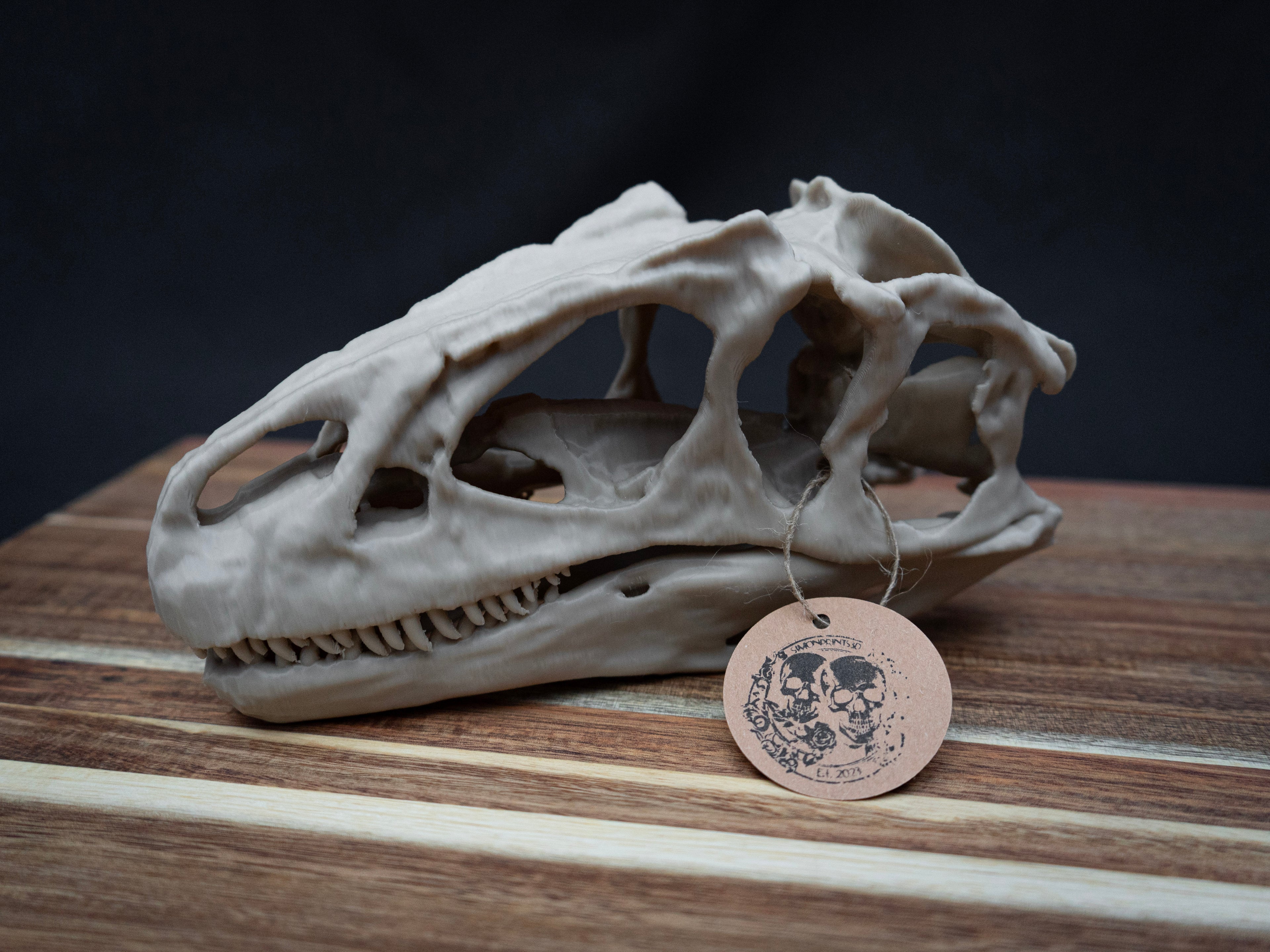 Scaled Down Allosaurus Skull Replica – Realistic 3D Printed Dinosaur Bone Model