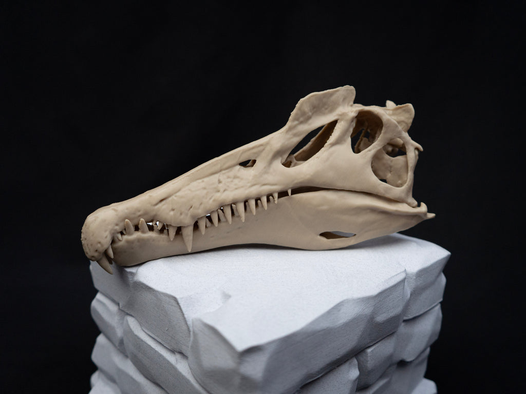 Scaled Down Spinosaurus Dinosaur Skull Replica – Realistic 3D Printed Bone Model