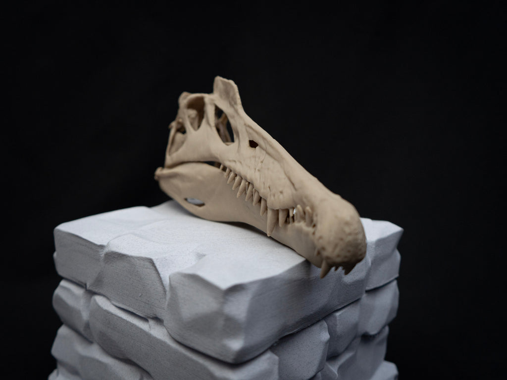 Scaled Down Spinosaurus Dinosaur Skull Replica – Realistic 3D Printed Bone Model