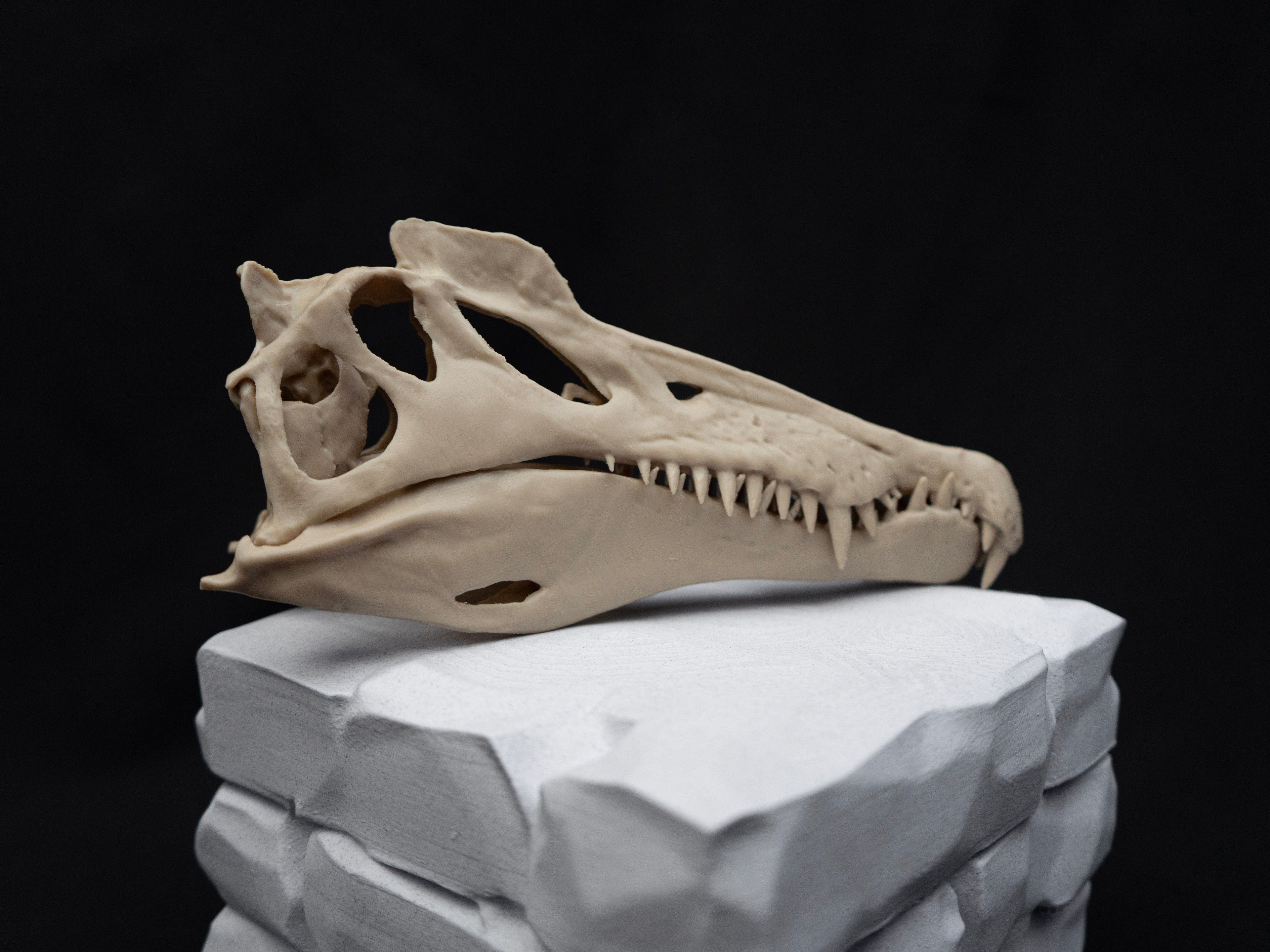 Scaled Down Spinosaurus Dinosaur Skull Replica – Realistic 3D Printed Bone Model