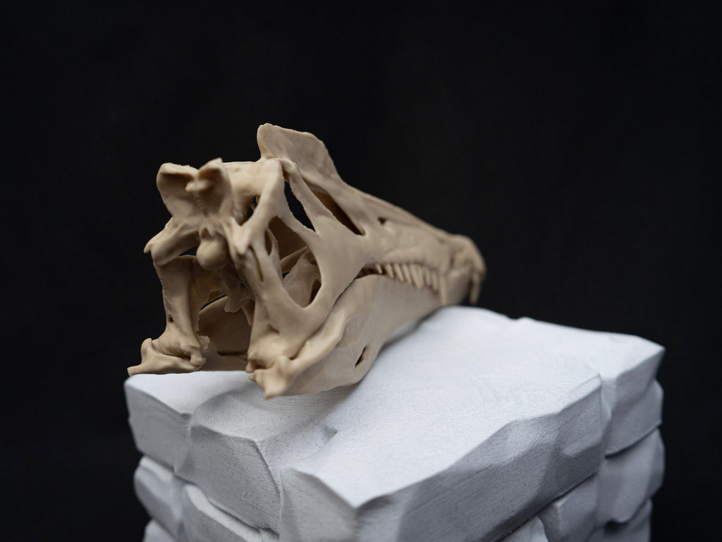 Scaled Down Spinosaurus Dinosaur Skull Replica – Realistic 3D Printed Bone Model
