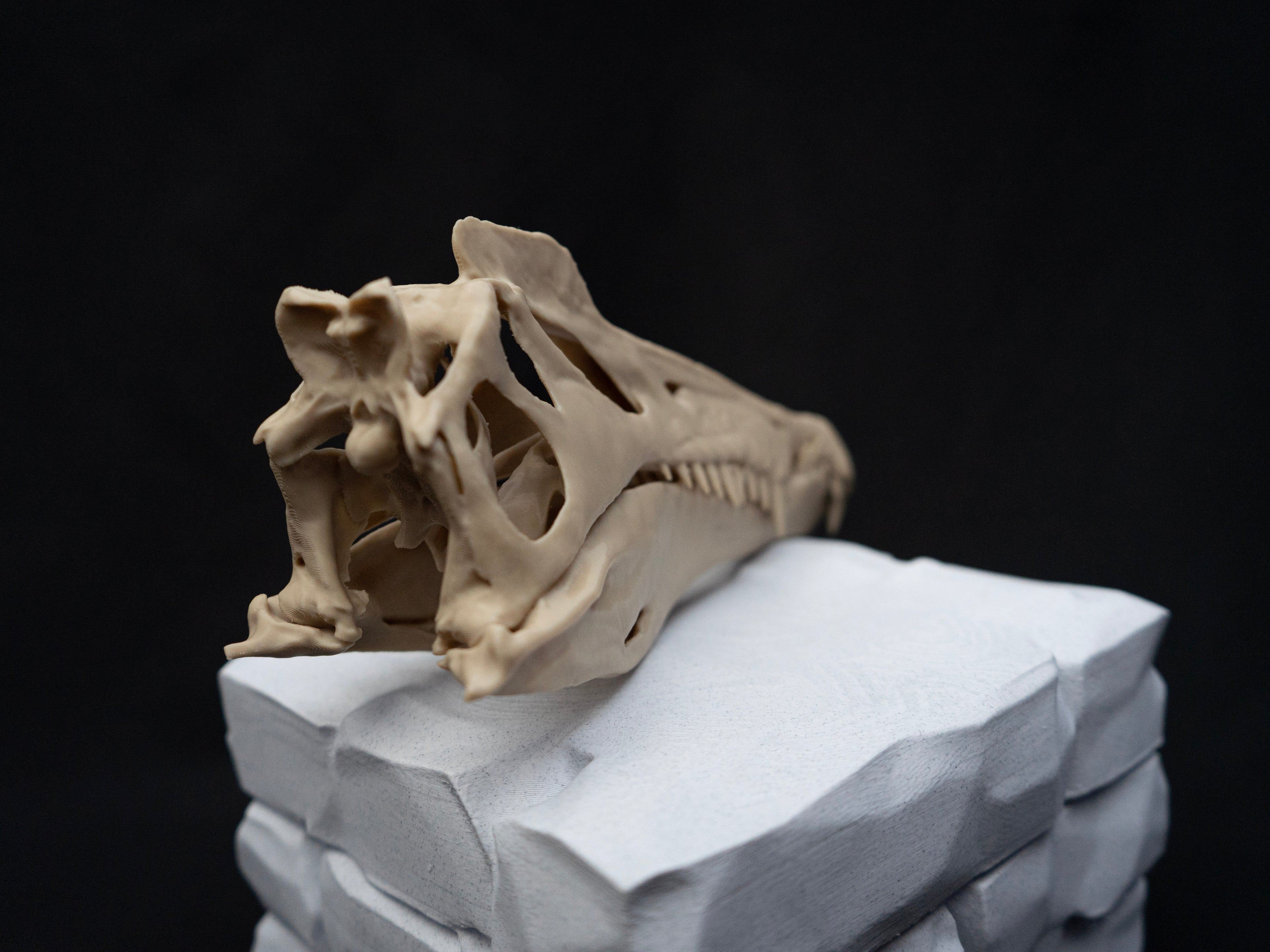 Scaled Down Spinosaurus Dinosaur Skull Replica – Realistic 3D Printed Bone Model