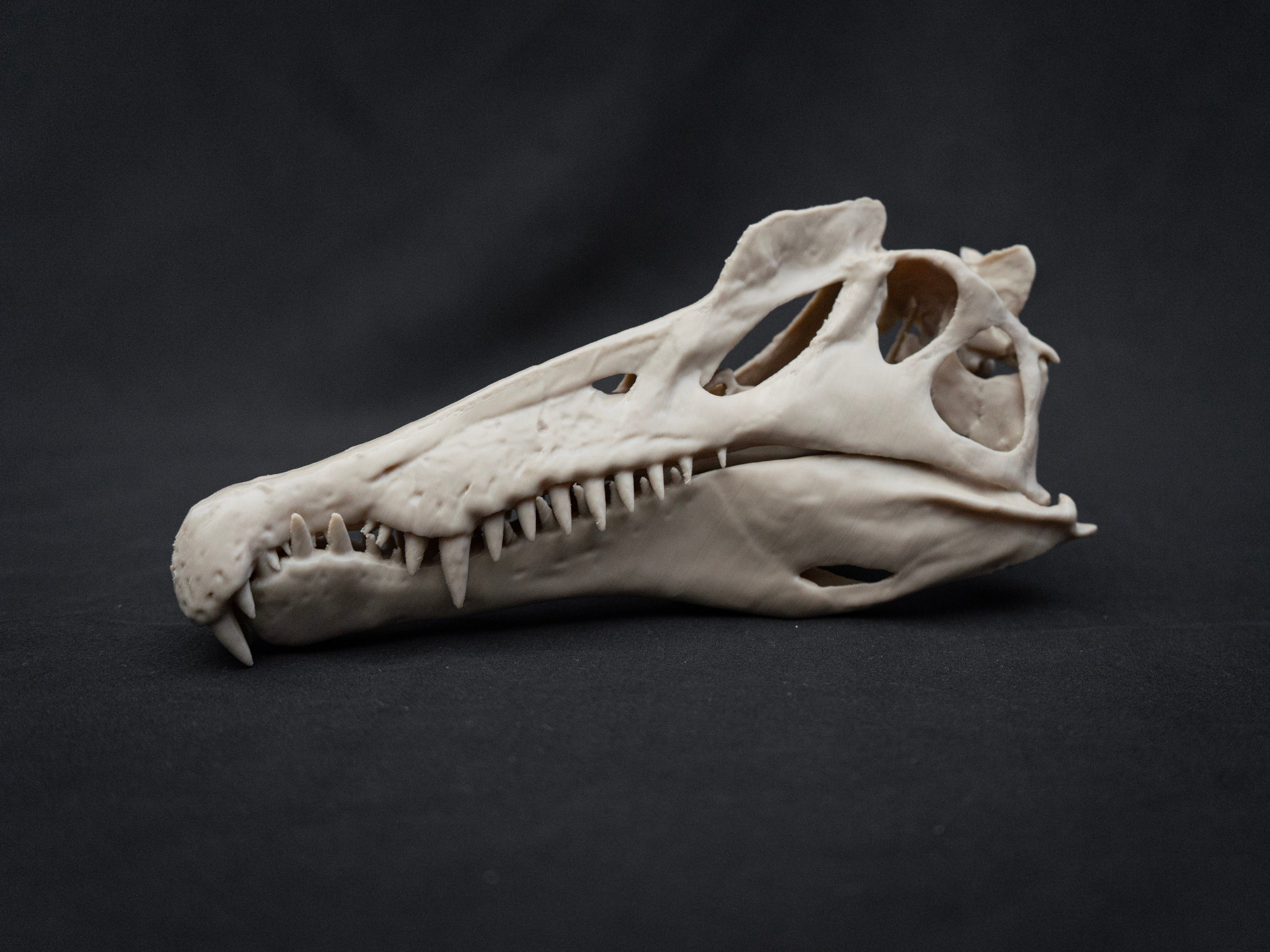 Scaled Down Spinosaurus Dinosaur Skull Replica – Realistic 3D Printed Bone Model
