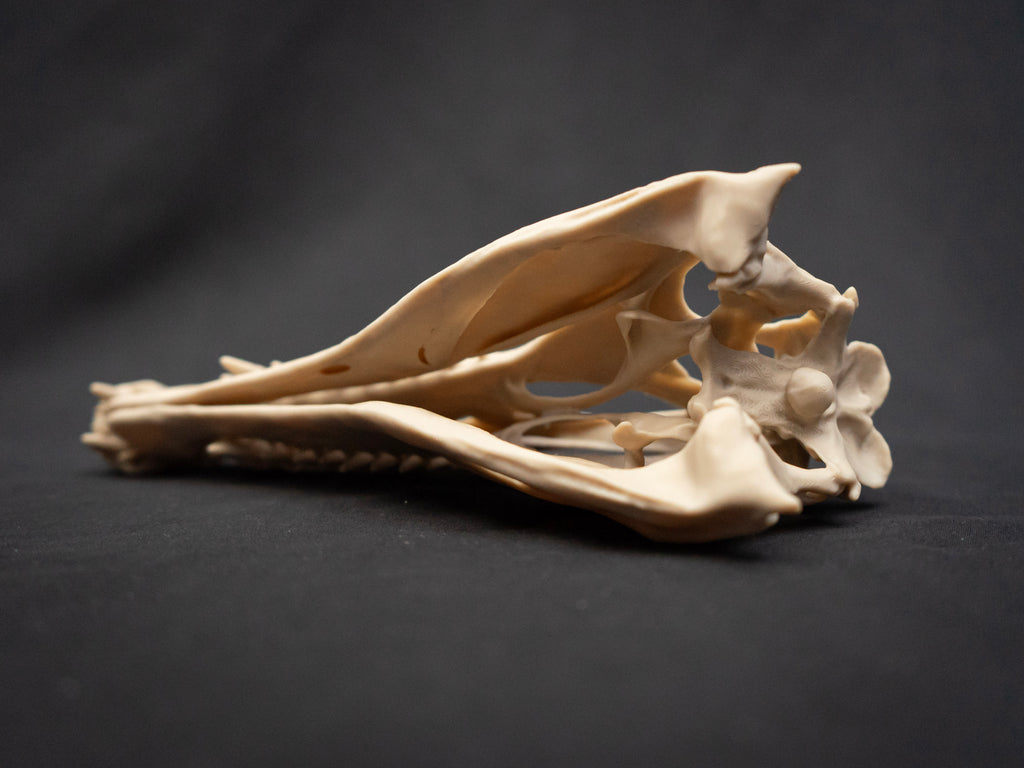 Scaled Down Spinosaurus Dinosaur Skull Replica – Realistic 3D Printed Bone Model