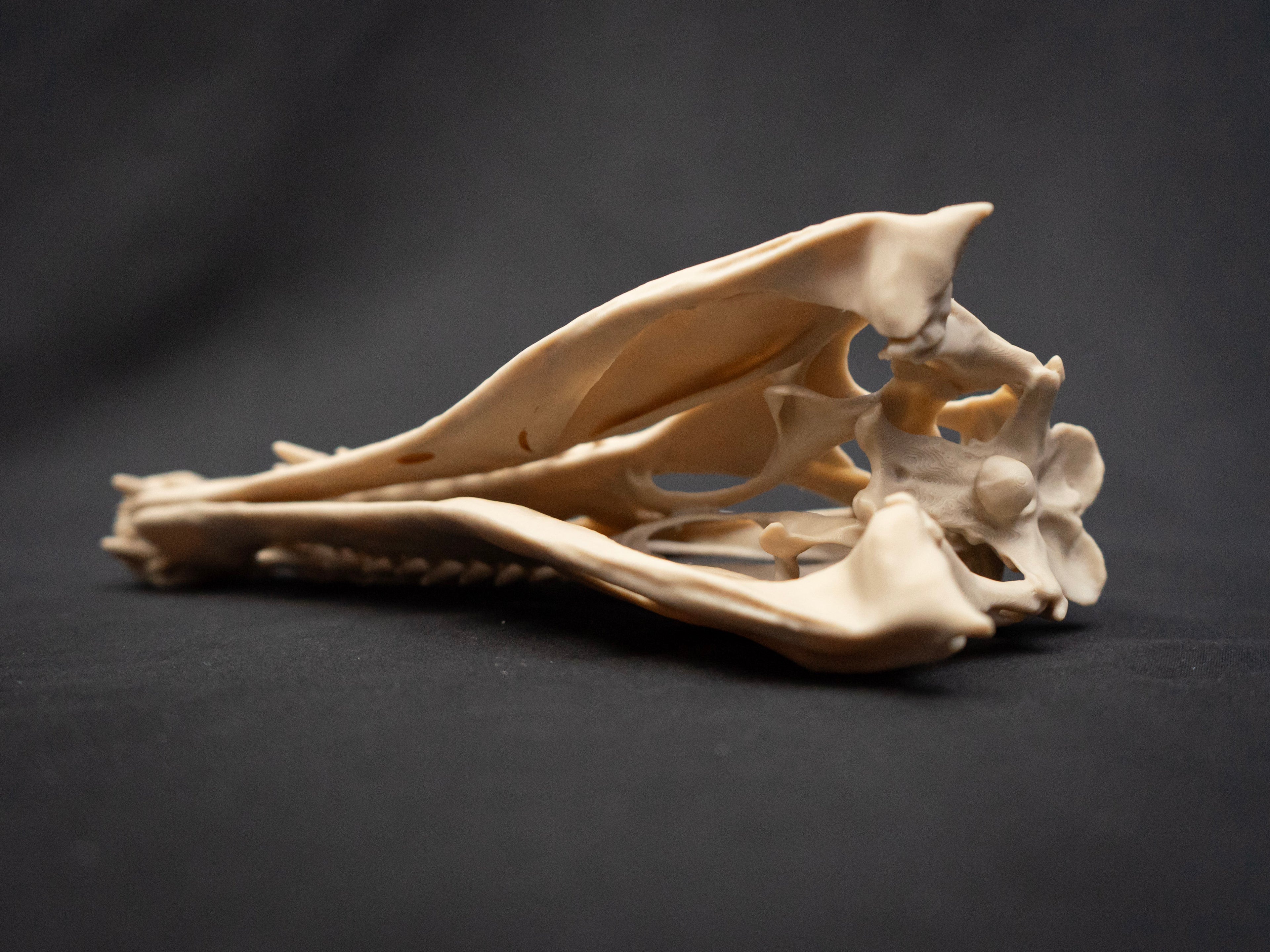 Scaled Down Spinosaurus Dinosaur Skull Replica – Realistic 3D Printed Bone Model