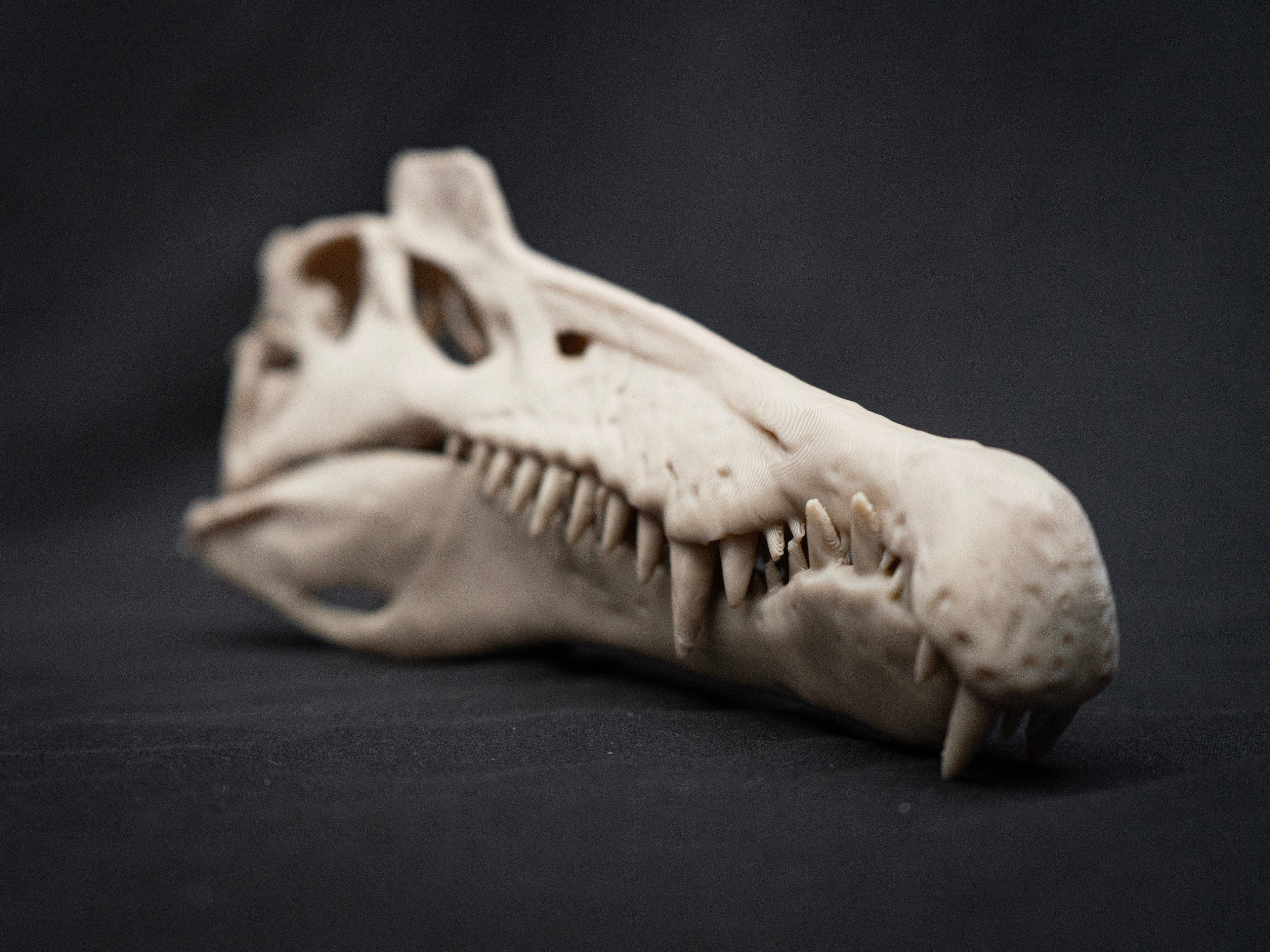 Scaled Down Spinosaurus Dinosaur Skull Replica – Realistic 3D Printed Bone Model