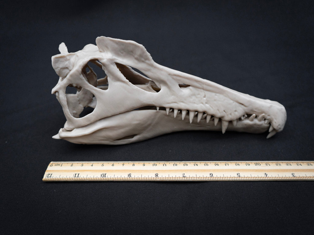 Scaled Down Spinosaurus Dinosaur Skull Replica – Realistic 3D Printed Bone Model