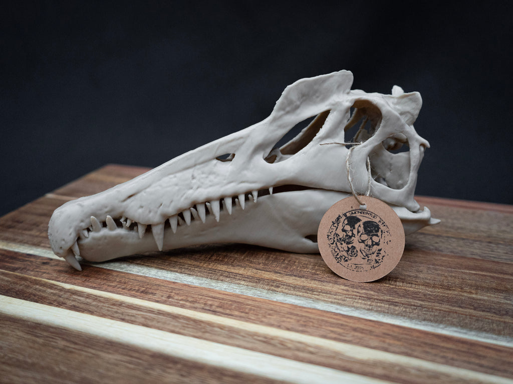 Scaled Down Spinosaurus Dinosaur Skull Replica – Realistic 3D Printed Bone Model