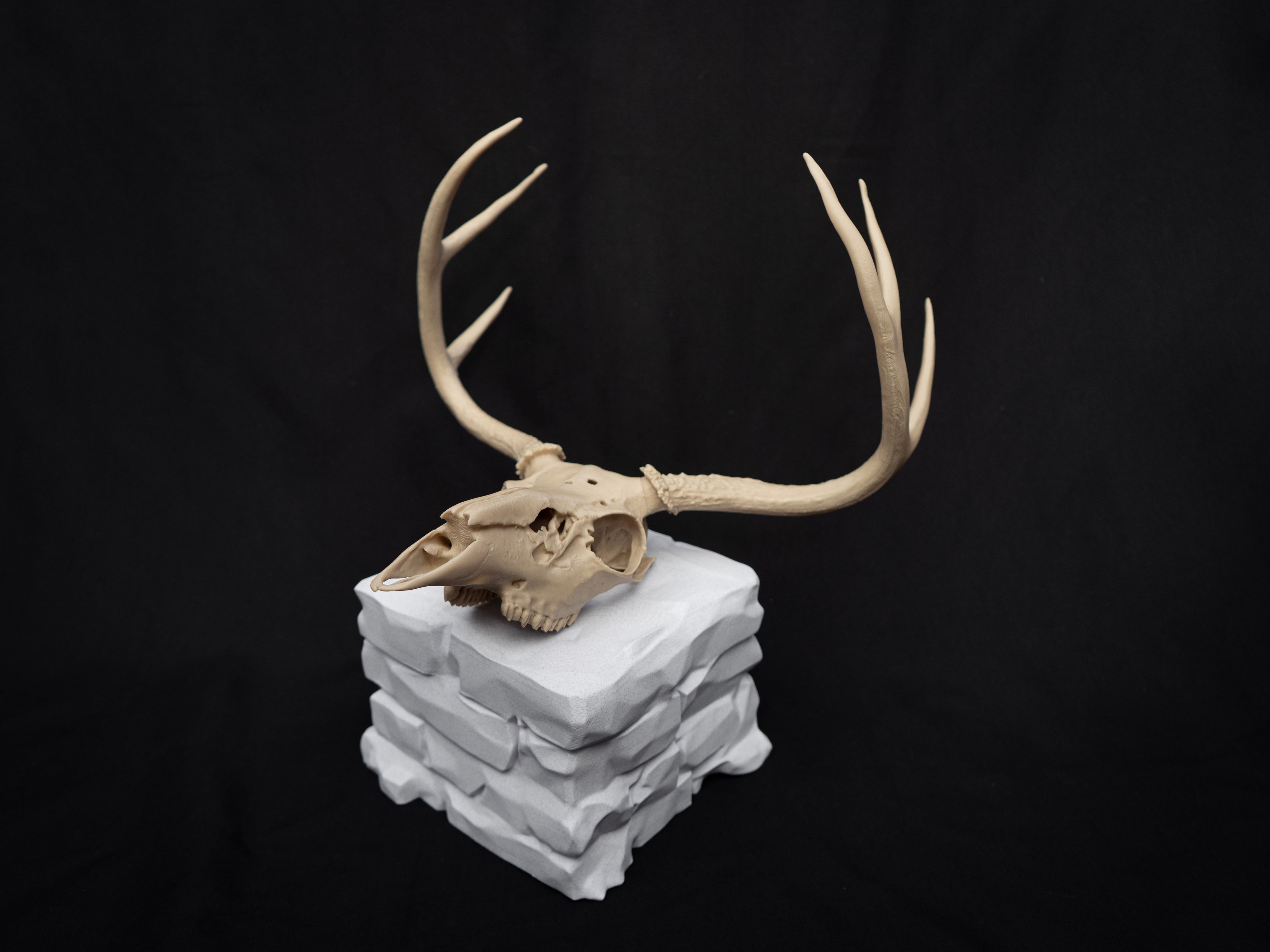 Life Size Deer Skull Kit Replica – Realistic 3D Printed Deer Skull Bone Display - Assemble At Home