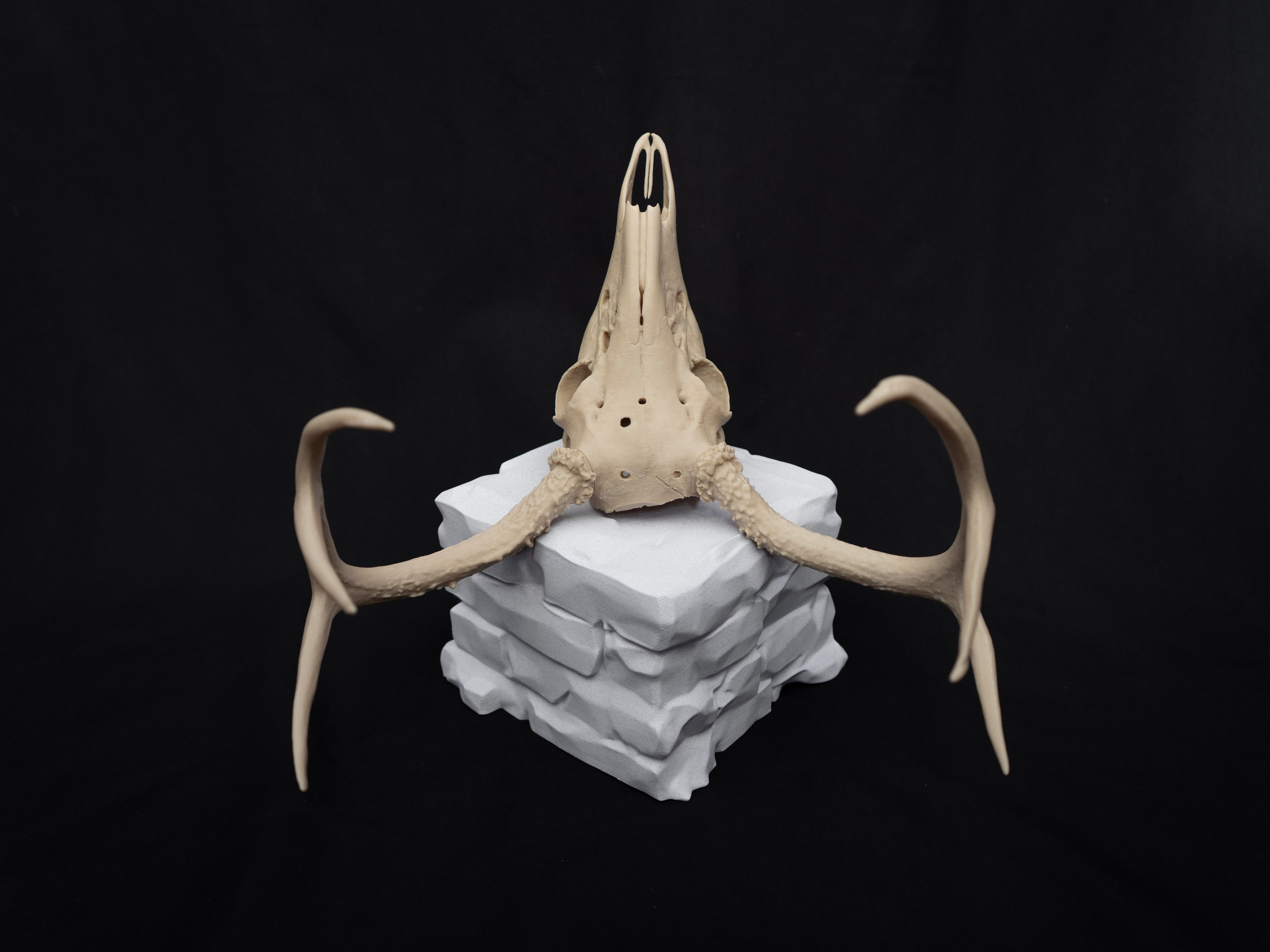 Life Size Deer Skull Kit Replica – Realistic 3D Printed Deer Skull Bone Display - Assemble At Home
