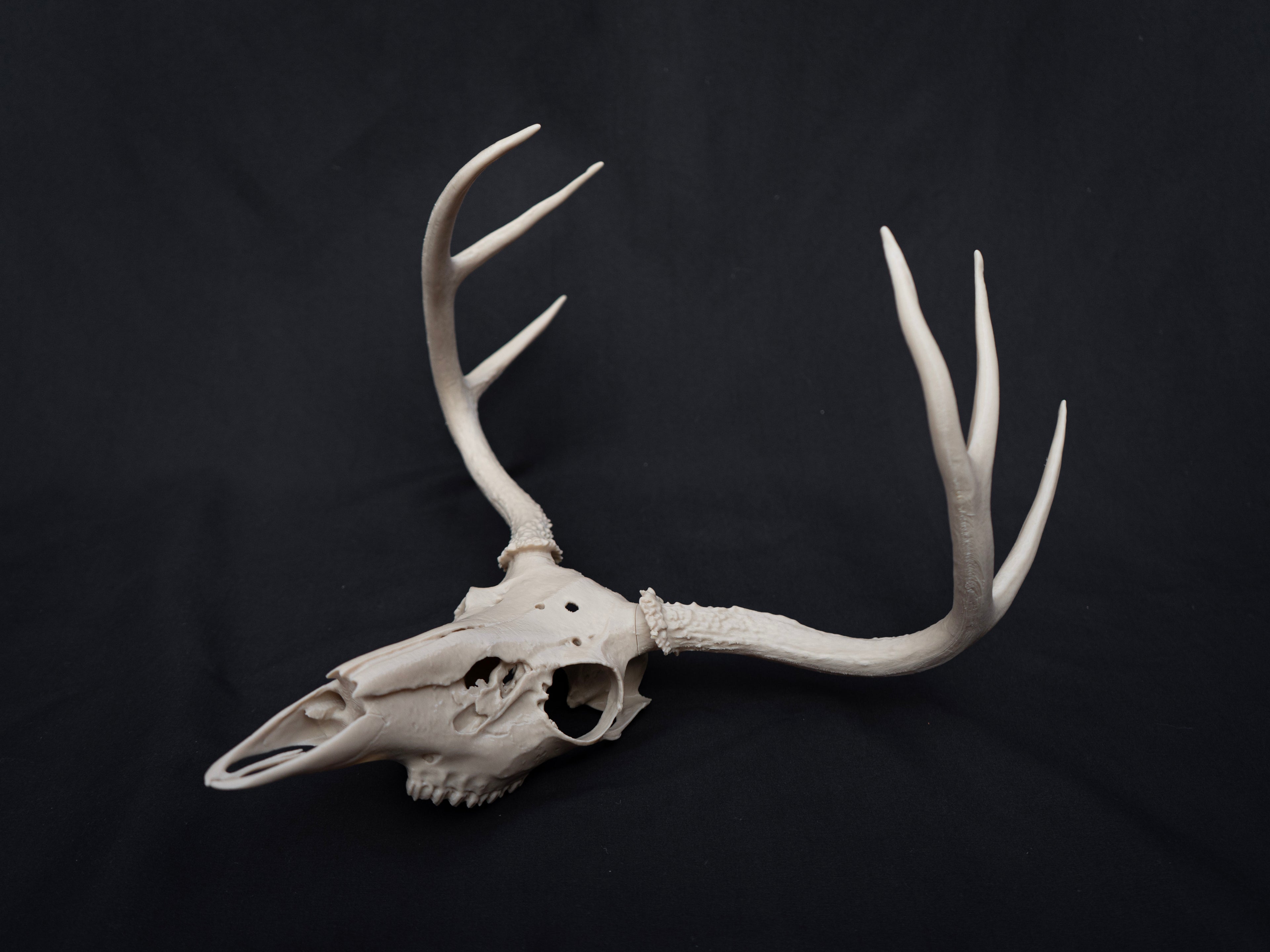 Life Size Deer Skull Kit Replica – Realistic 3D Printed Deer Skull Bone Display - Assemble At Home