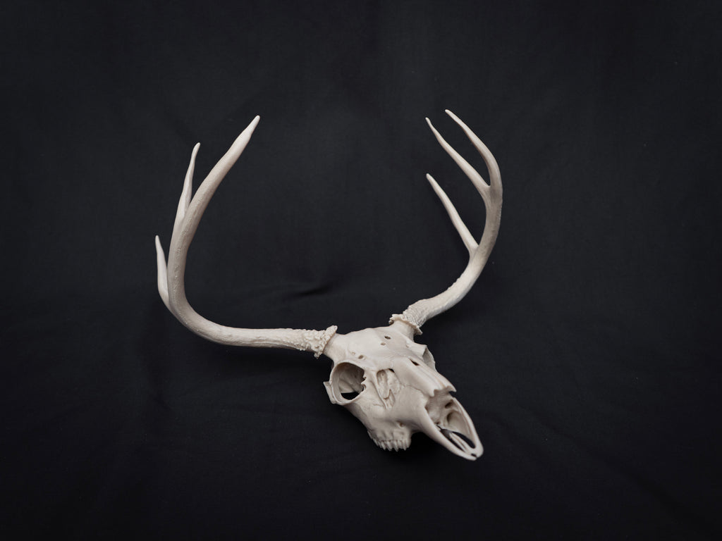 Life Size Deer Skull Kit Replica – Realistic 3D Printed Deer Skull Bone Display - Assemble At Home