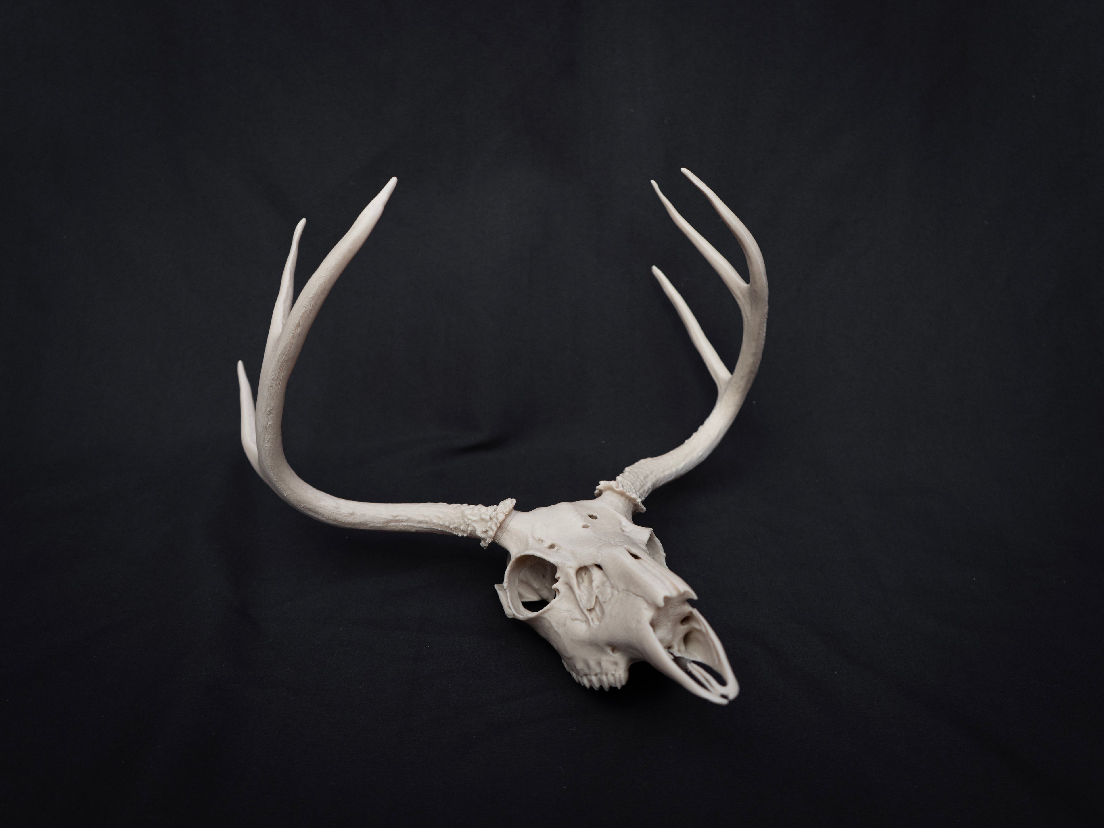 Life Size Deer Skull Kit Replica – Realistic 3D Printed Deer Skull Bone Display - Assemble At Home