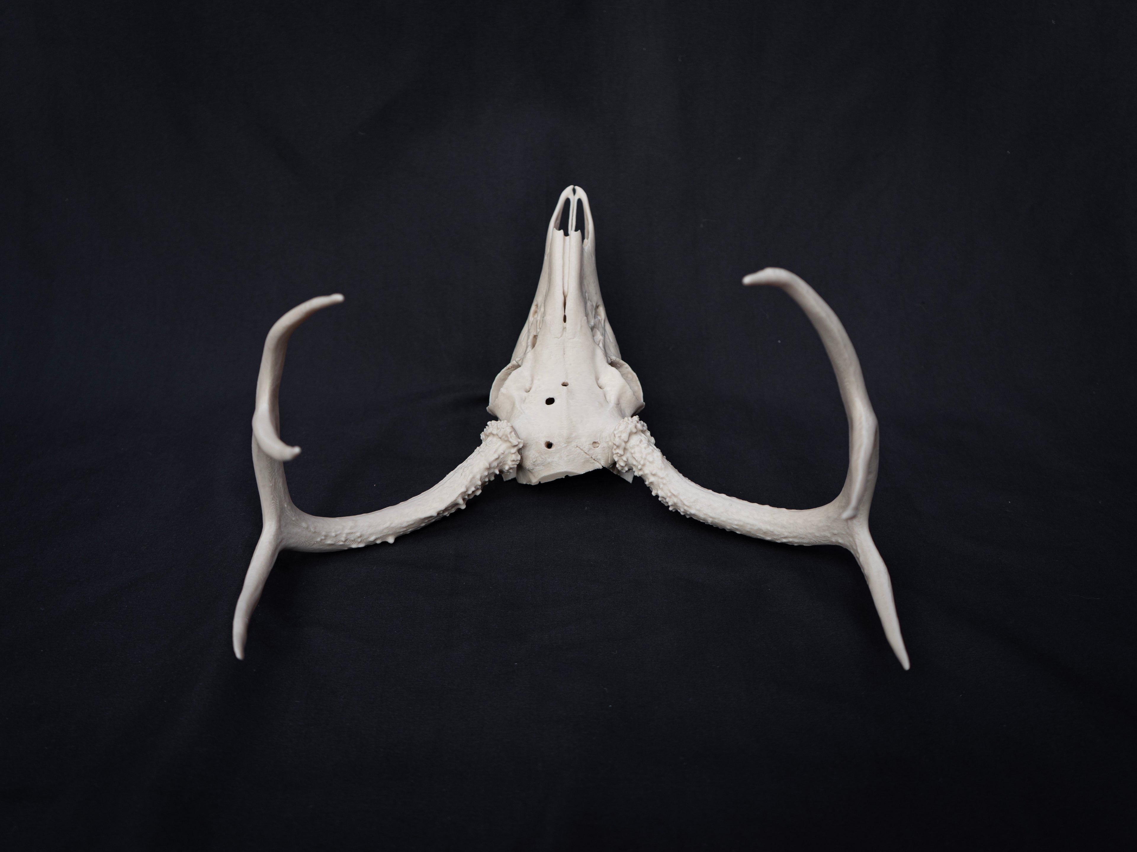 Life Size Deer Skull Kit Replica – Realistic 3D Printed Deer Skull Bone Display - Assemble At Home