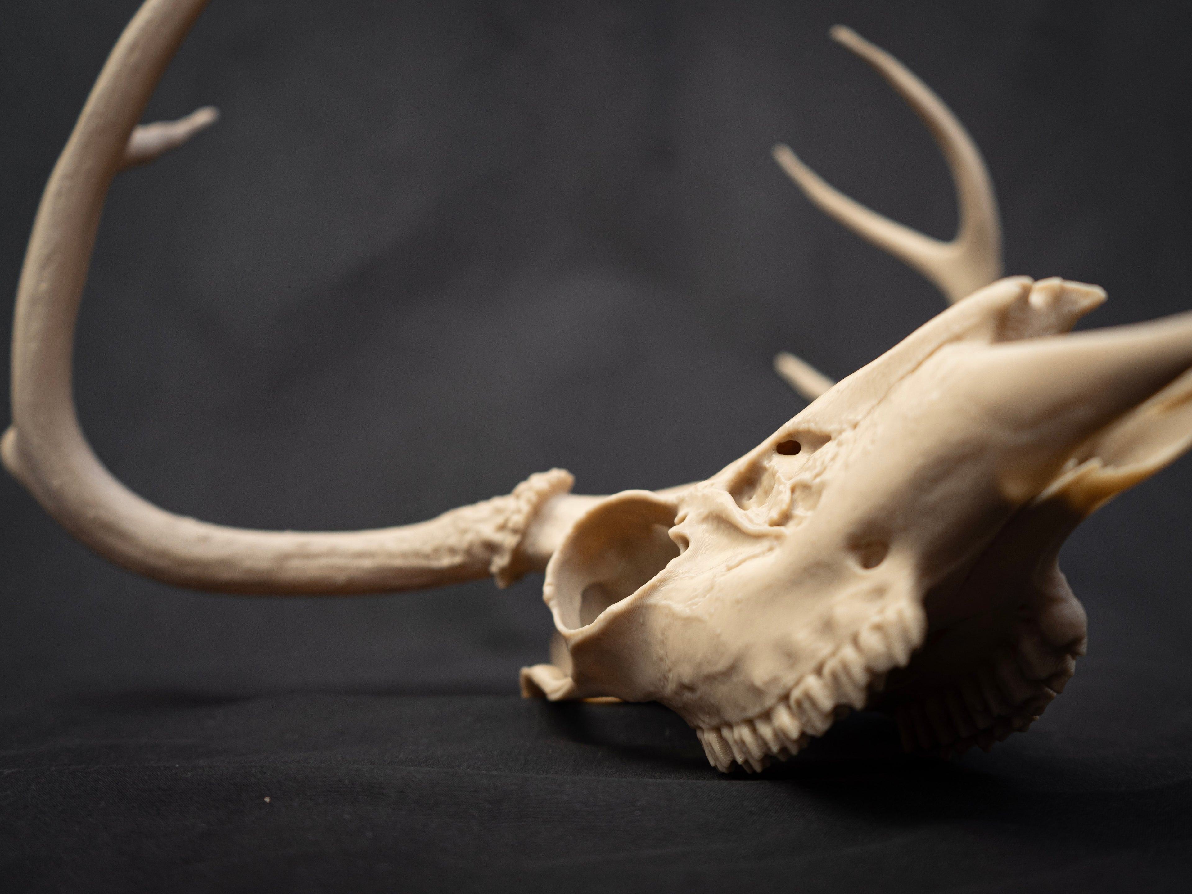 Life Size Deer Skull Kit Replica – Realistic 3D Printed Deer Skull Bone Display - Assemble At Home