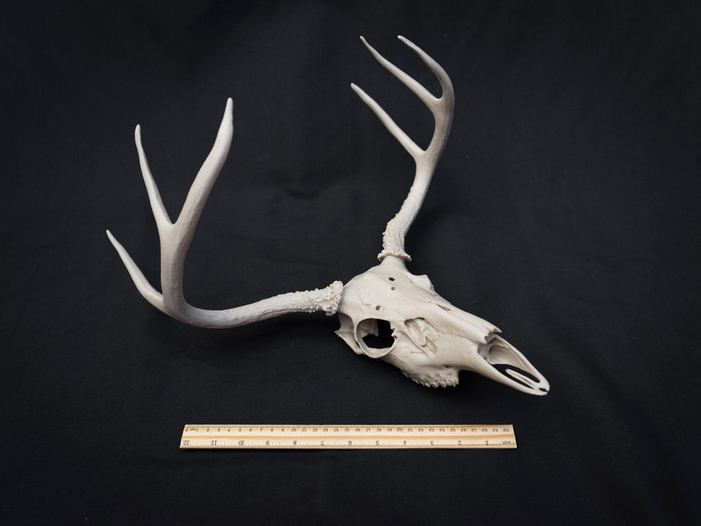 Life Size Deer Skull Kit Replica – Realistic 3D Printed Deer Skull Bone Display - Assemble At Home