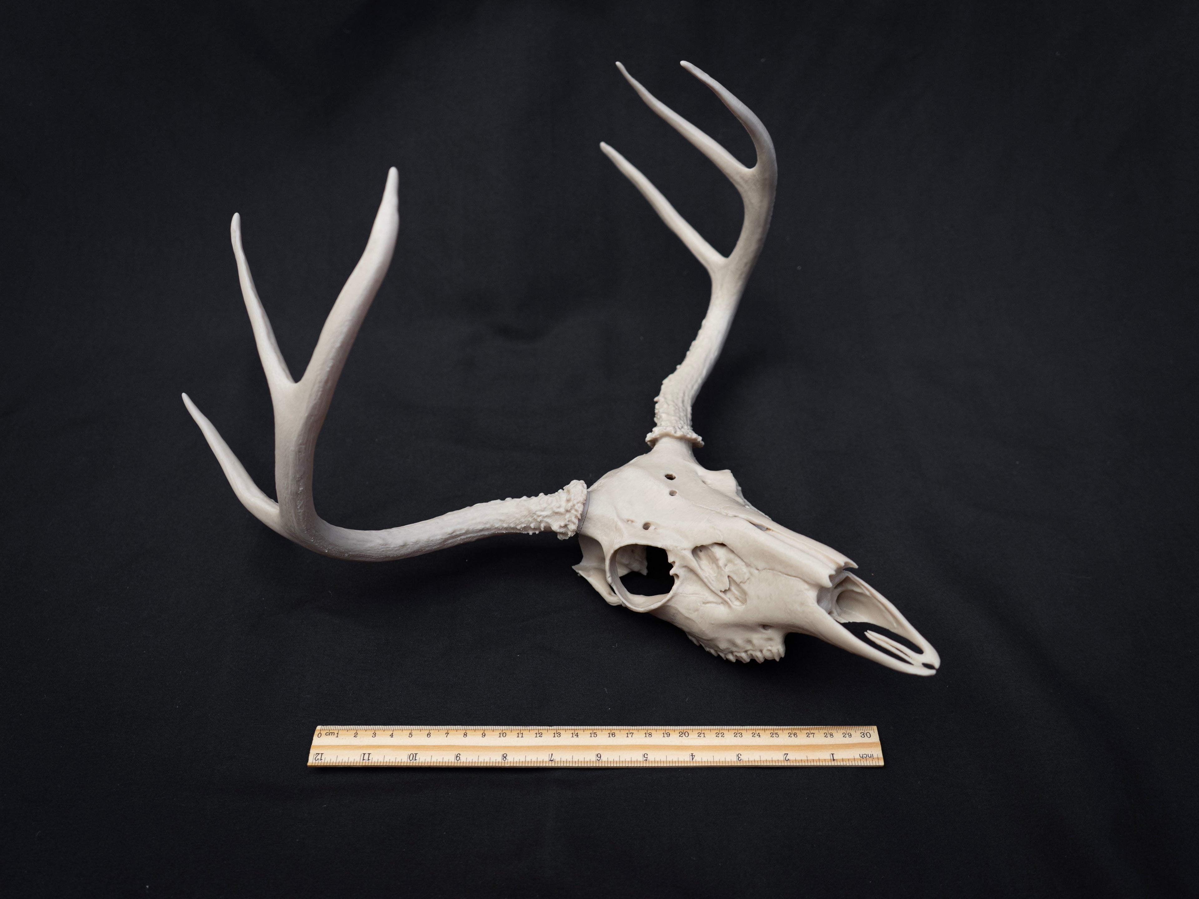 Life Size Deer Skull Kit Replica – Realistic 3D Printed Deer Skull Bone Display - Assemble At Home