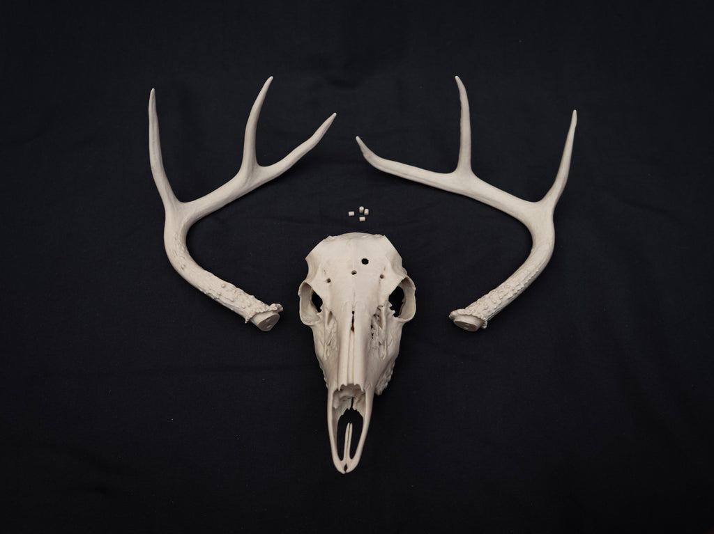 Life Size Deer Skull Kit Replica – Realistic 3D Printed Deer Skull Bone Display - Assemble At Home