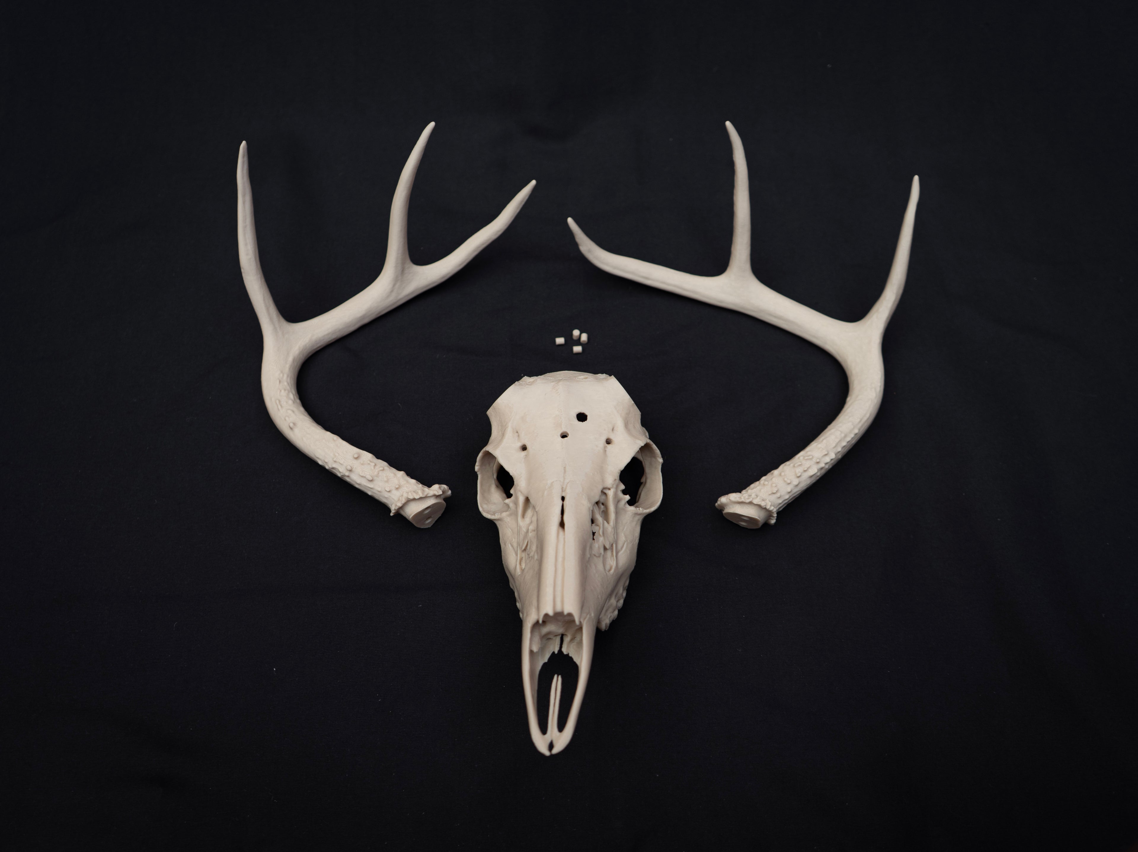 Life Size Deer Skull Kit Replica – Realistic 3D Printed Deer Skull Bone Display - Assemble At Home