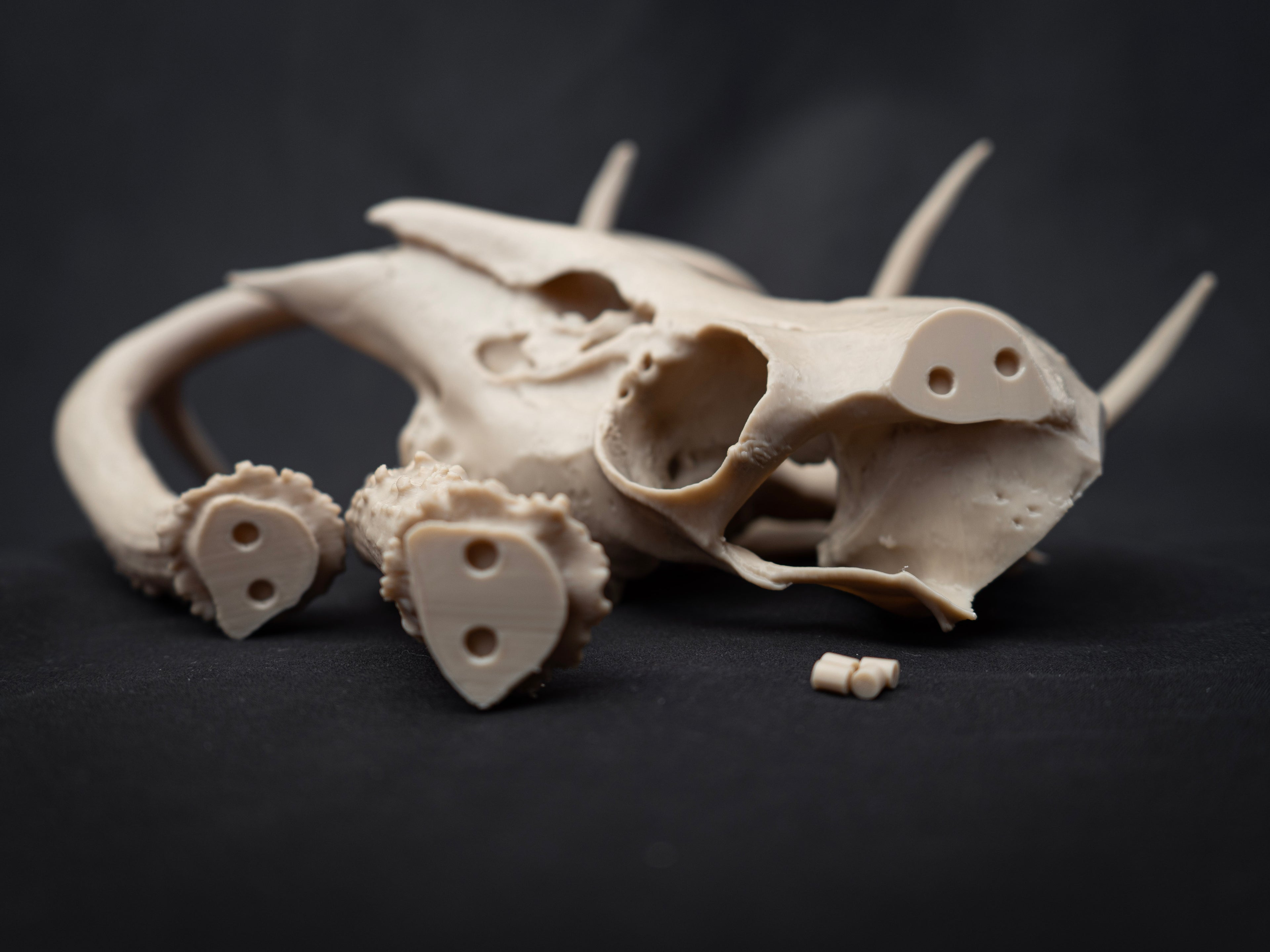 Life Size Deer Skull Kit Replica – Realistic 3D Printed Deer Skull Bone Display - Assemble At Home