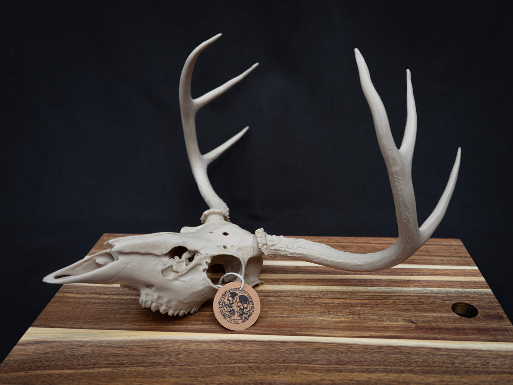 Life Size Deer Skull Kit Replica – Realistic 3D Printed Deer Skull Bone Display - Assemble At Home