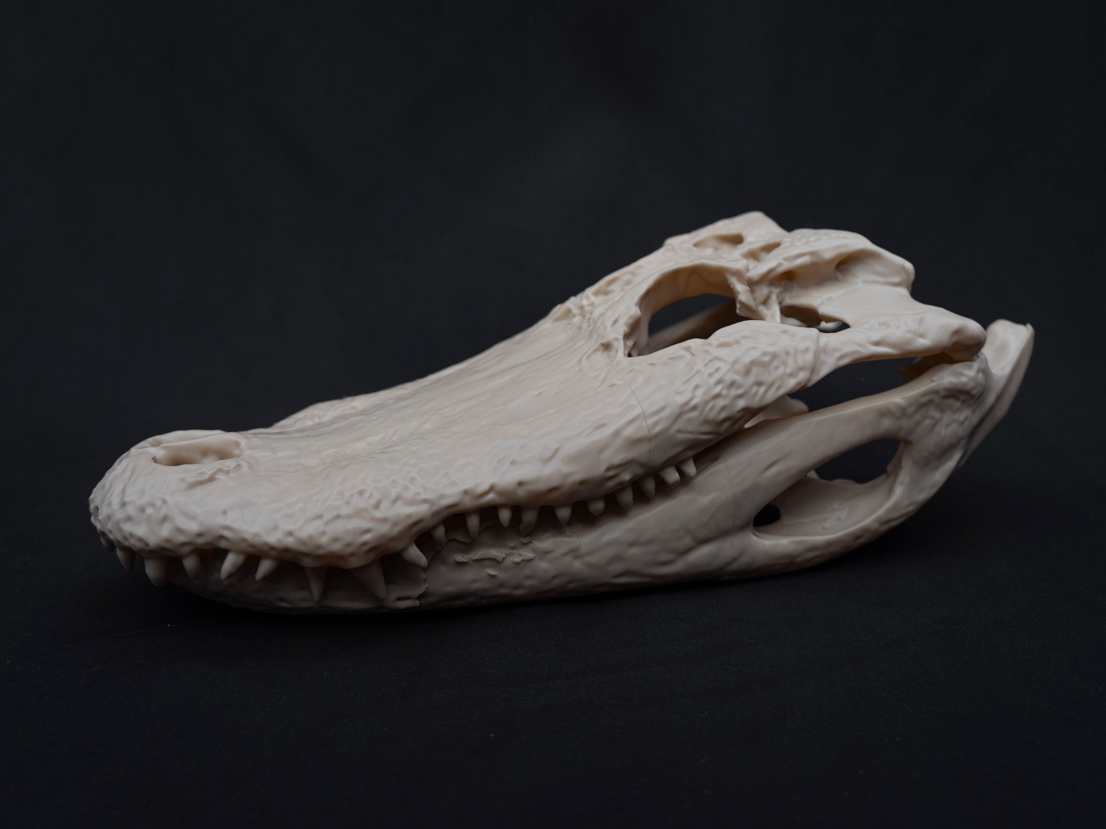 Life-Size Alligator Skull Replica – Realistic 3D Printed Bone Model