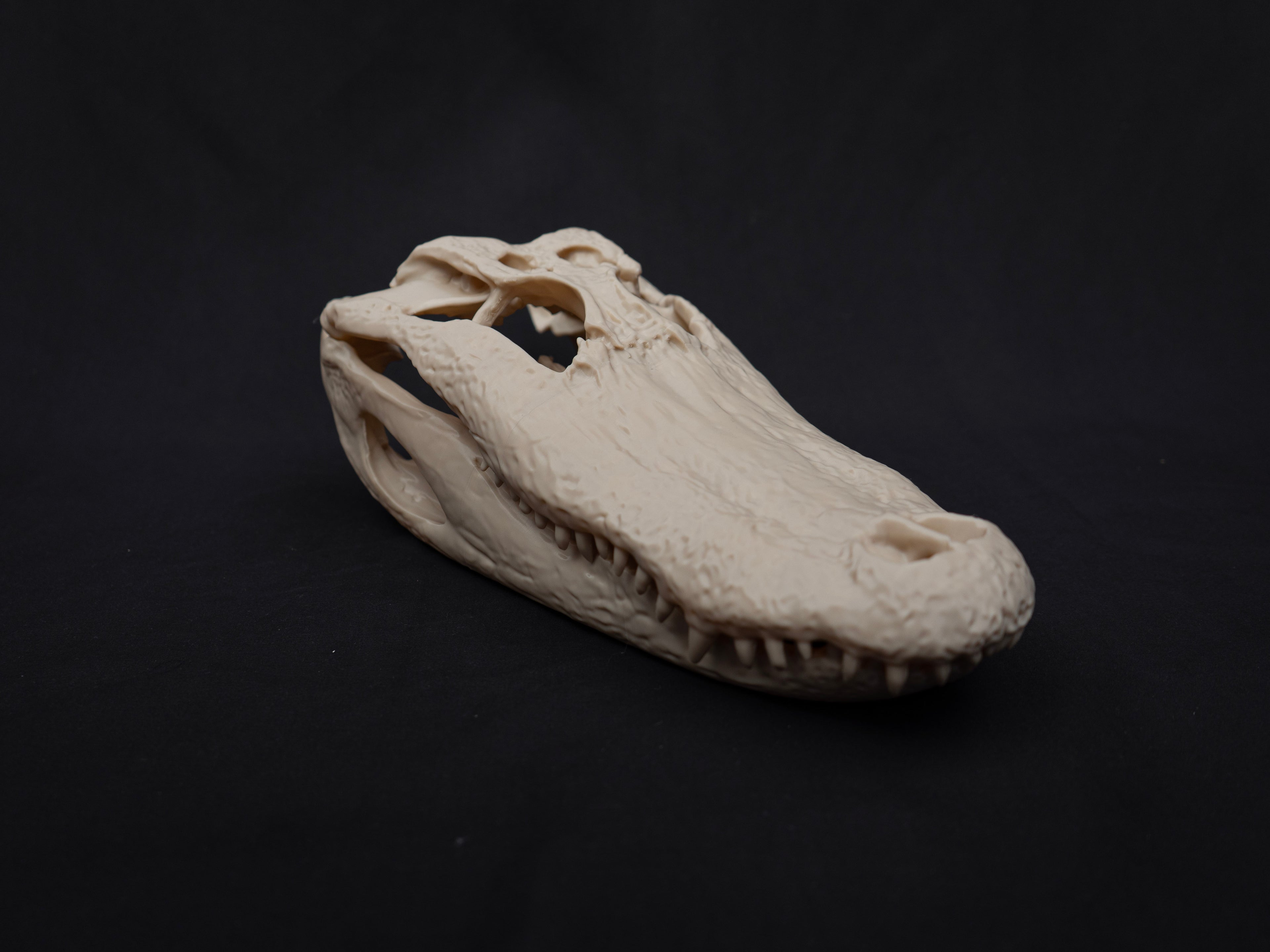 Life-Size Alligator Skull Replica – Realistic 3D Printed Bone Model