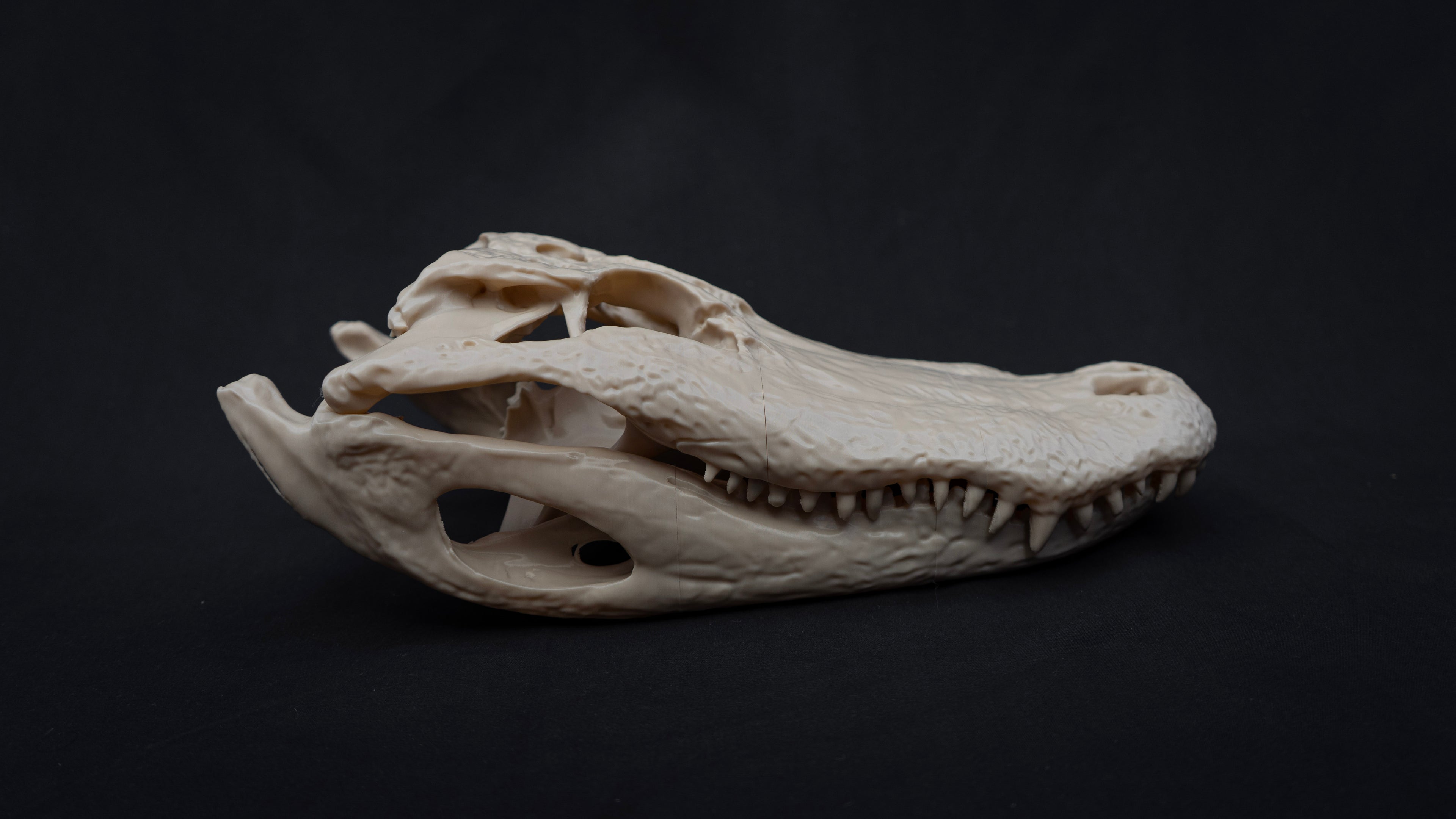 Life-Size Alligator Skull Replica – Realistic 3D Printed Bone Model