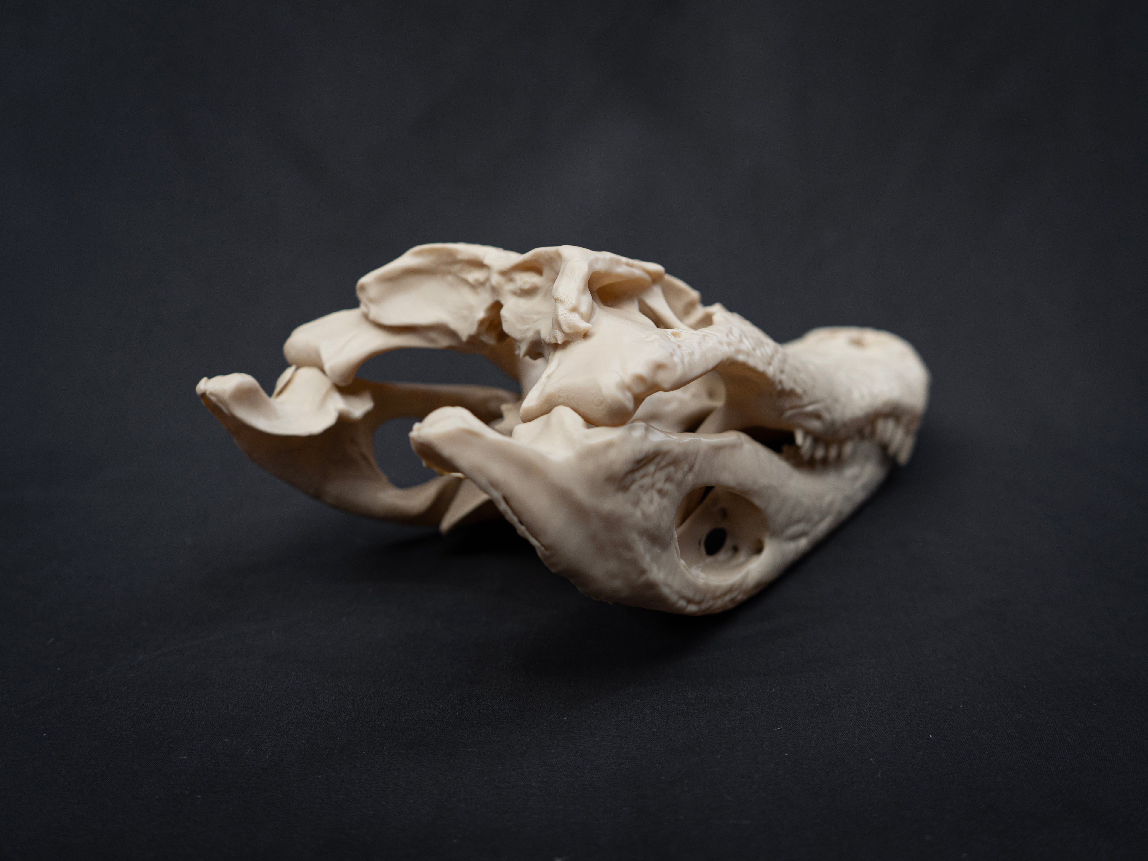 Life-Size Alligator Skull Replica – Realistic 3D Printed Bone Model