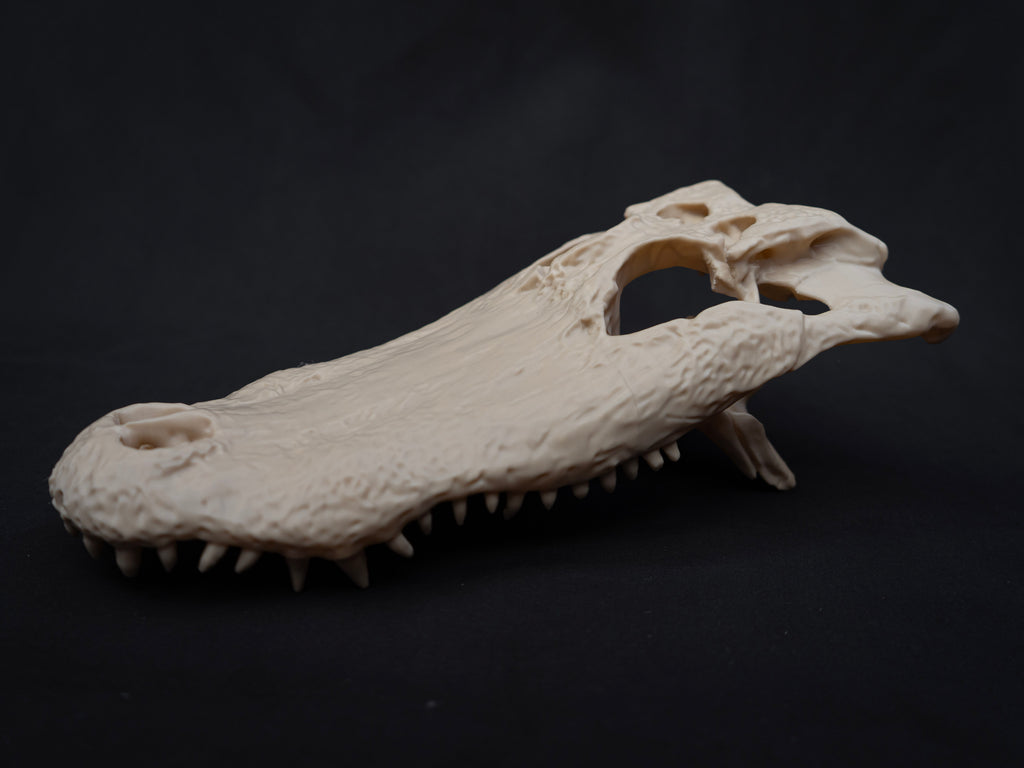 Life-Size Alligator Skull Replica – Realistic 3D Printed Bone Model