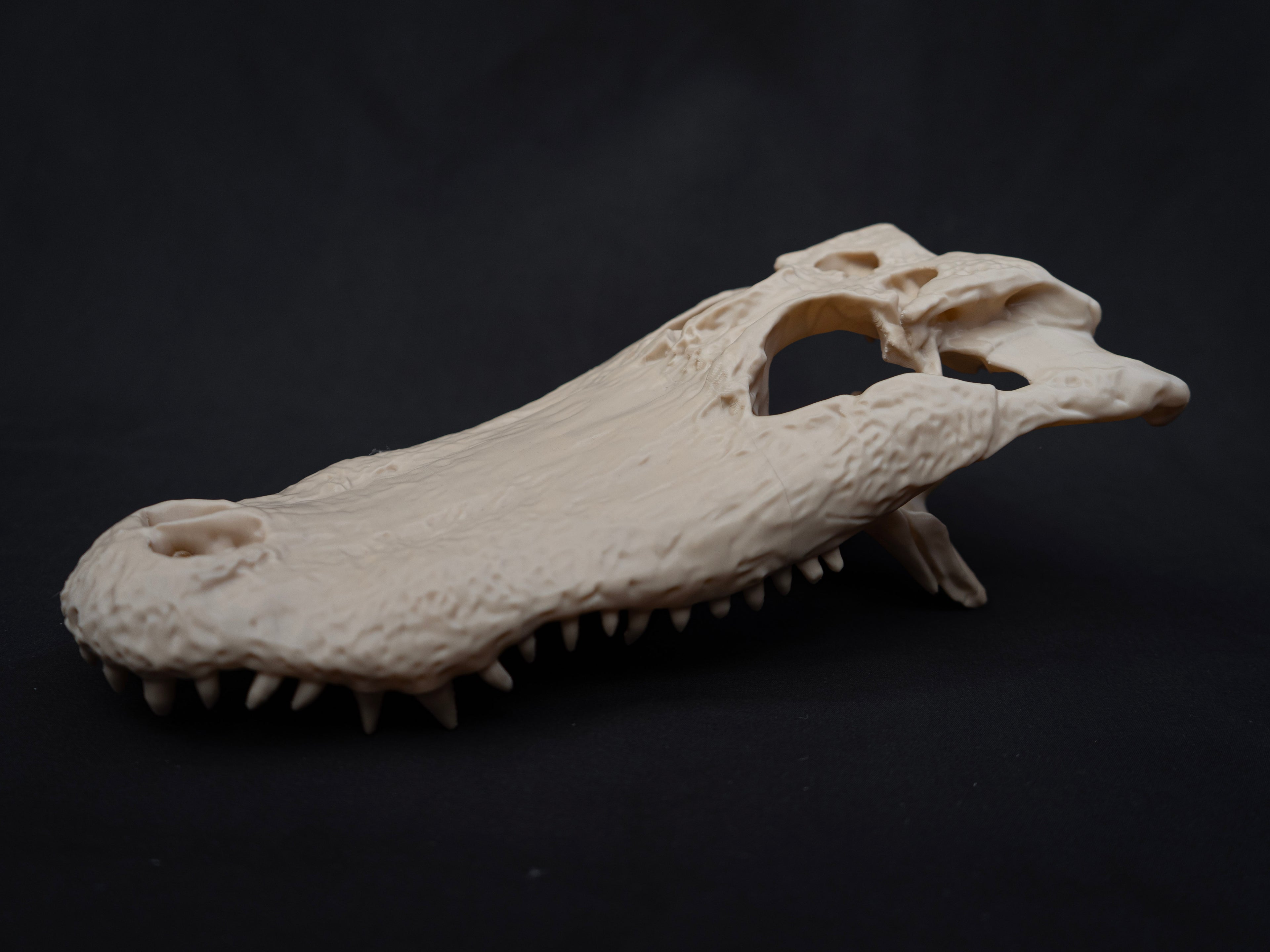 Life-Size Alligator Skull Replica – Realistic 3D Printed Bone Model